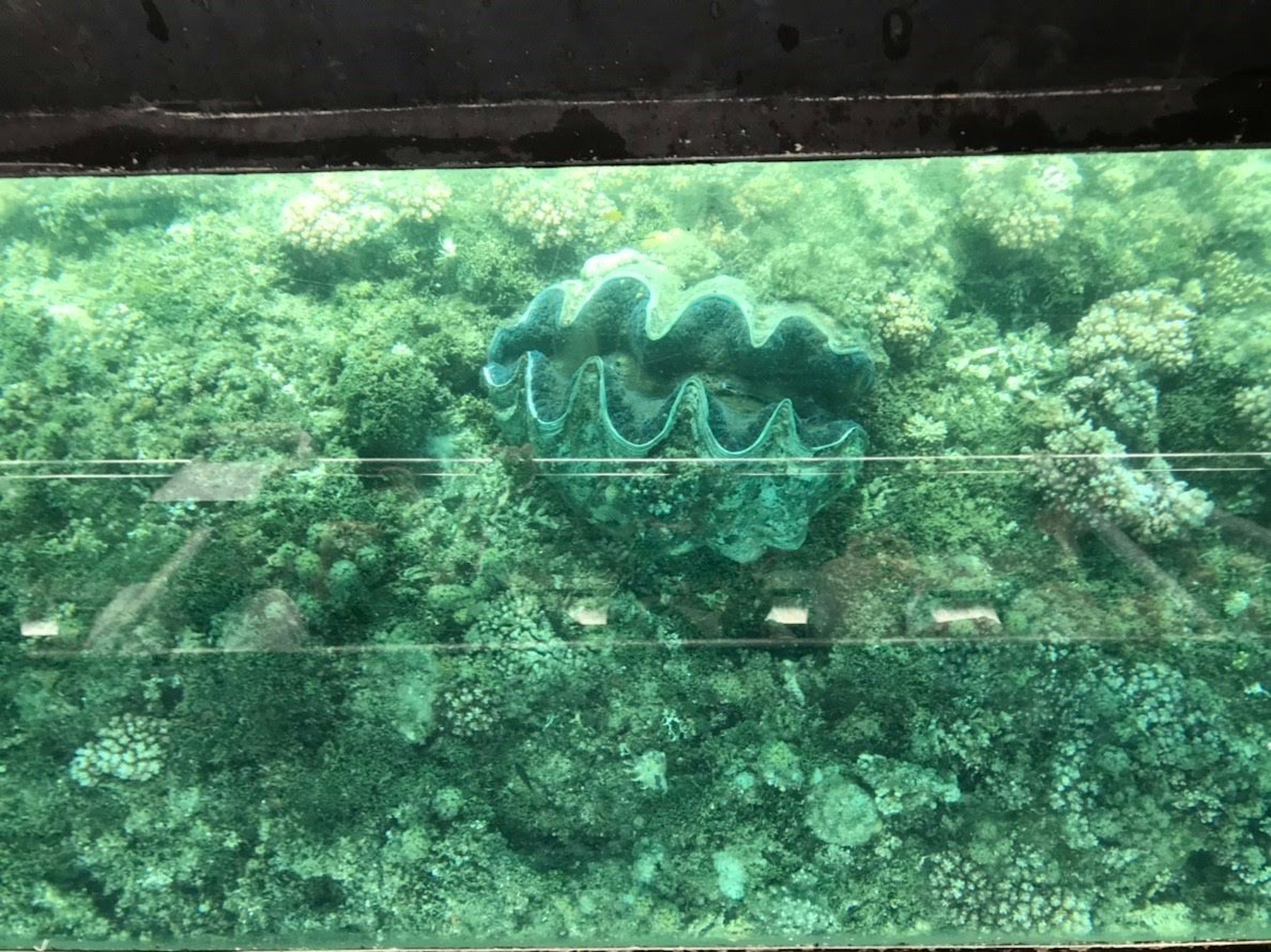 Underwater view of green coral reef with large clam