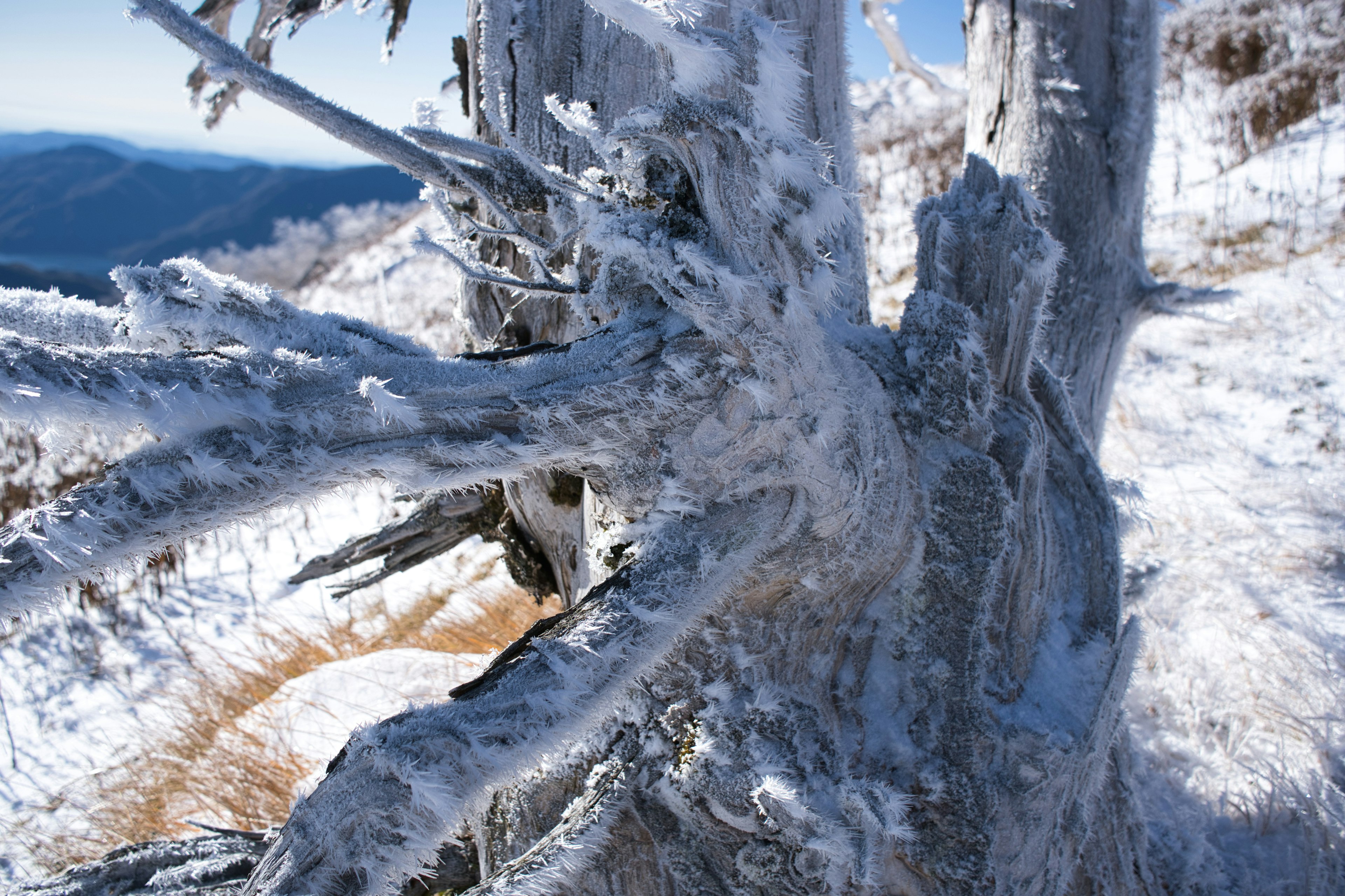 氷で覆われた木の枝と雪の風景