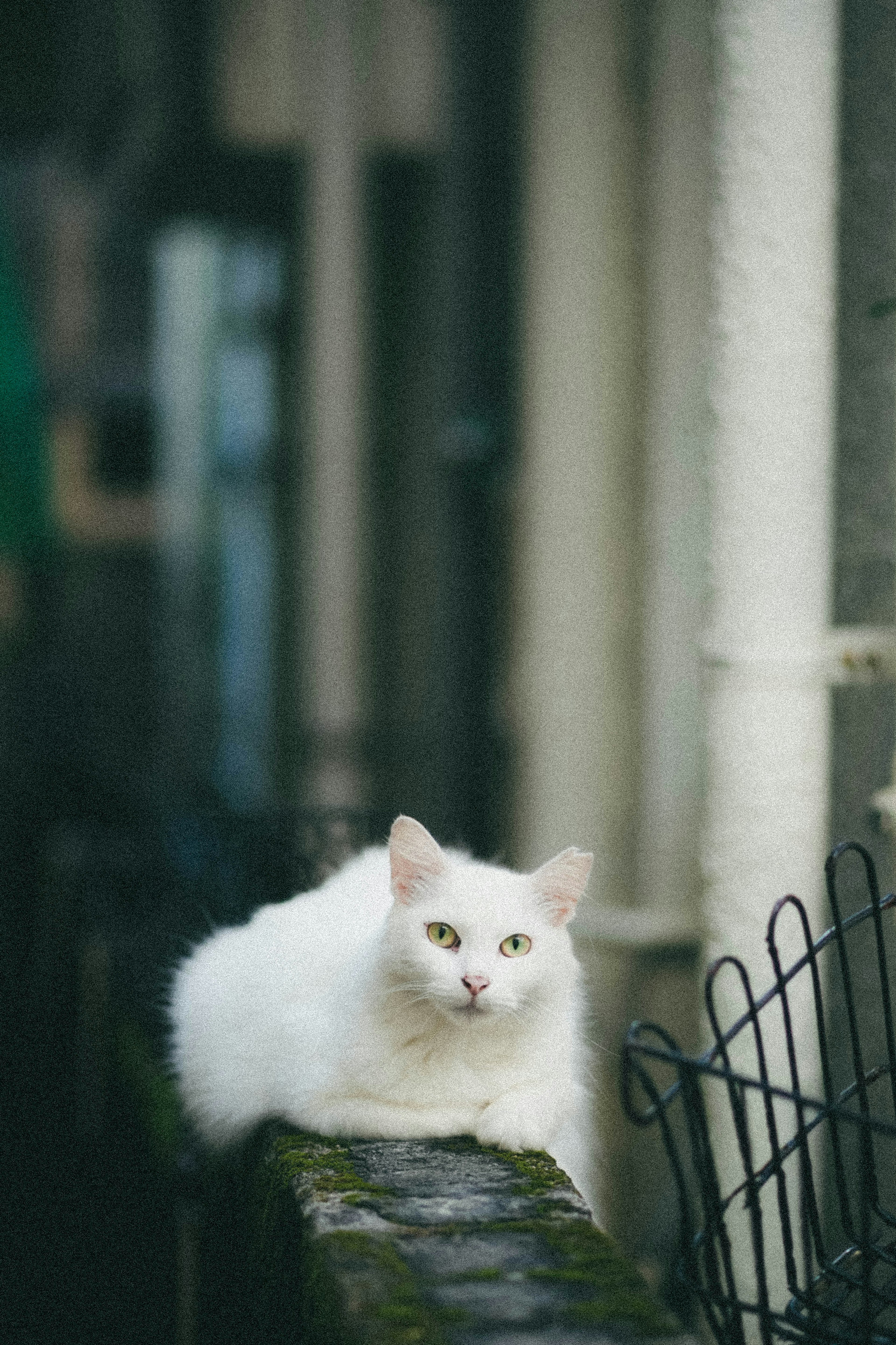 Eine weiße Katze, die auf einer Kante liegt, mit verschwommenem Hintergrund