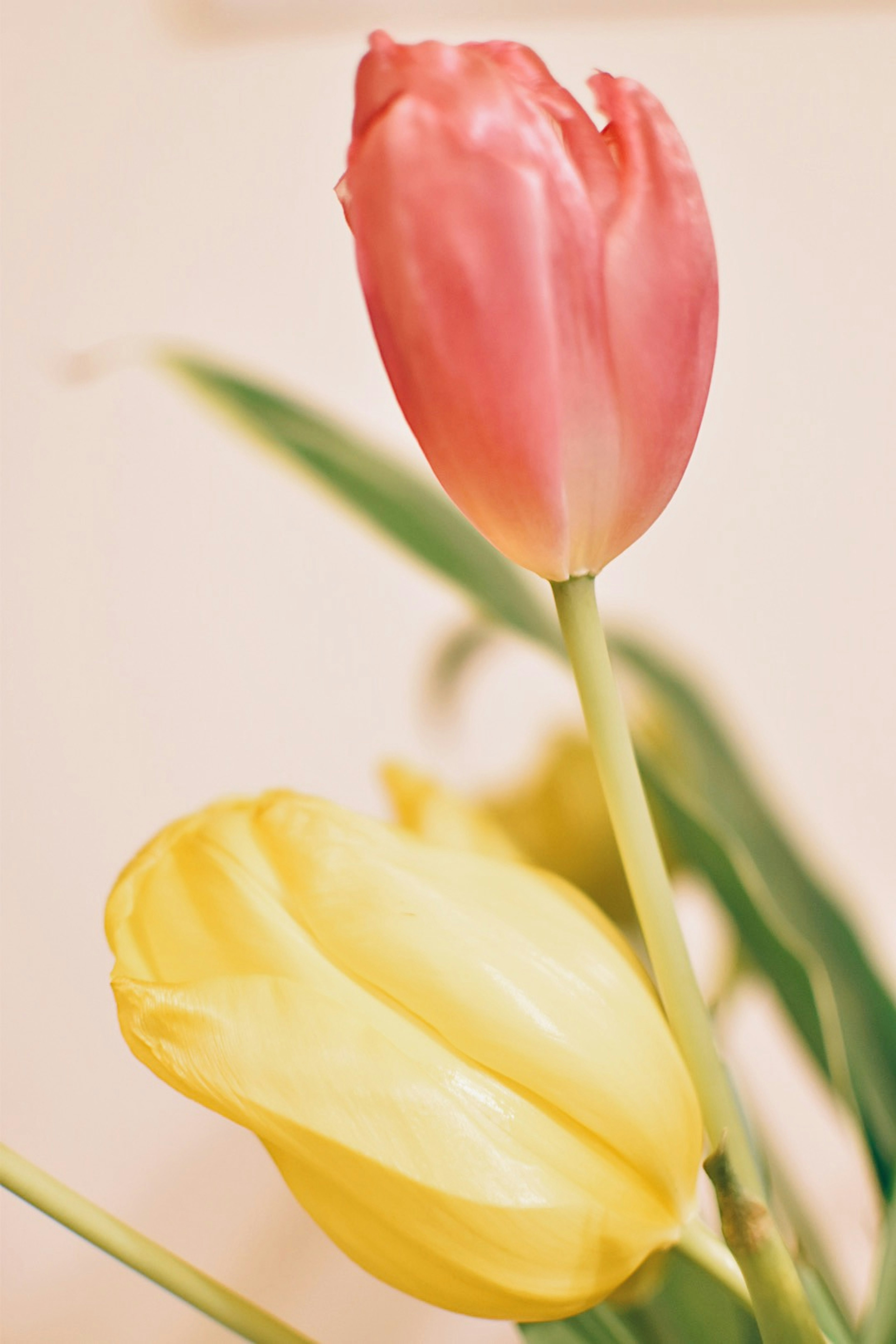 ピンクと黄色のチューリップの花が生けられている