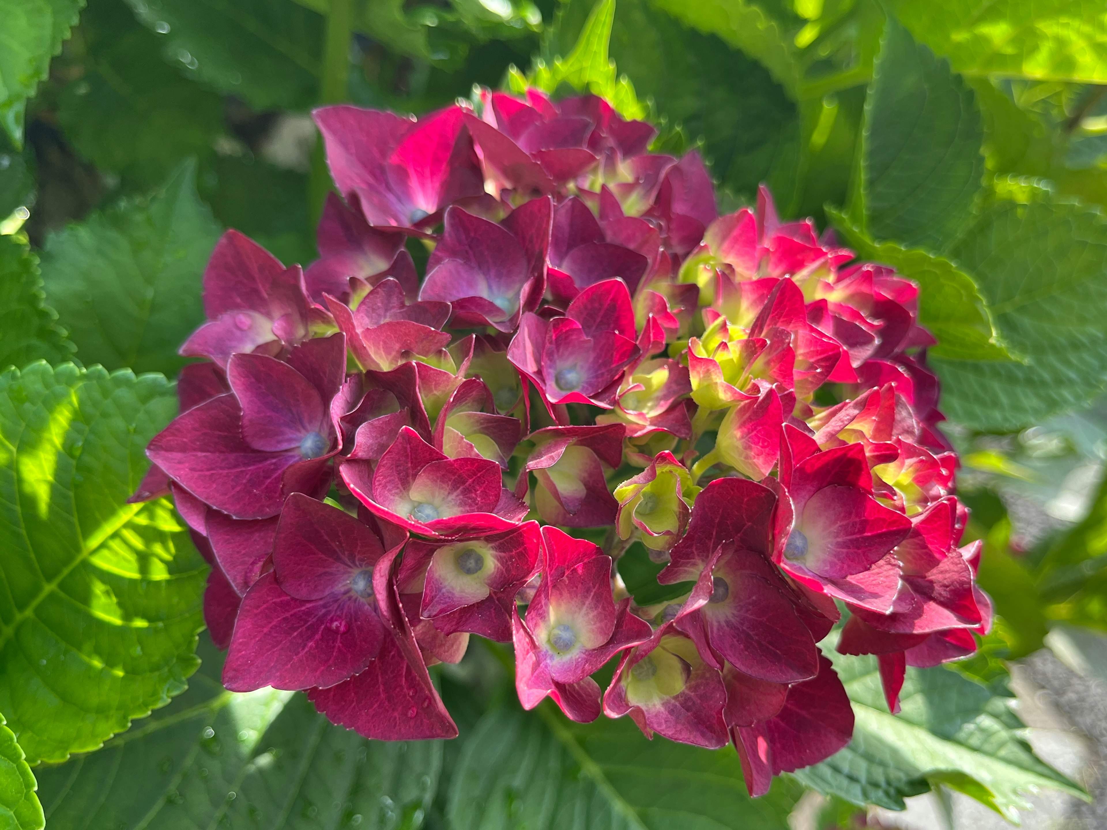 Fiore di ortensia rosso-viola che sboccia