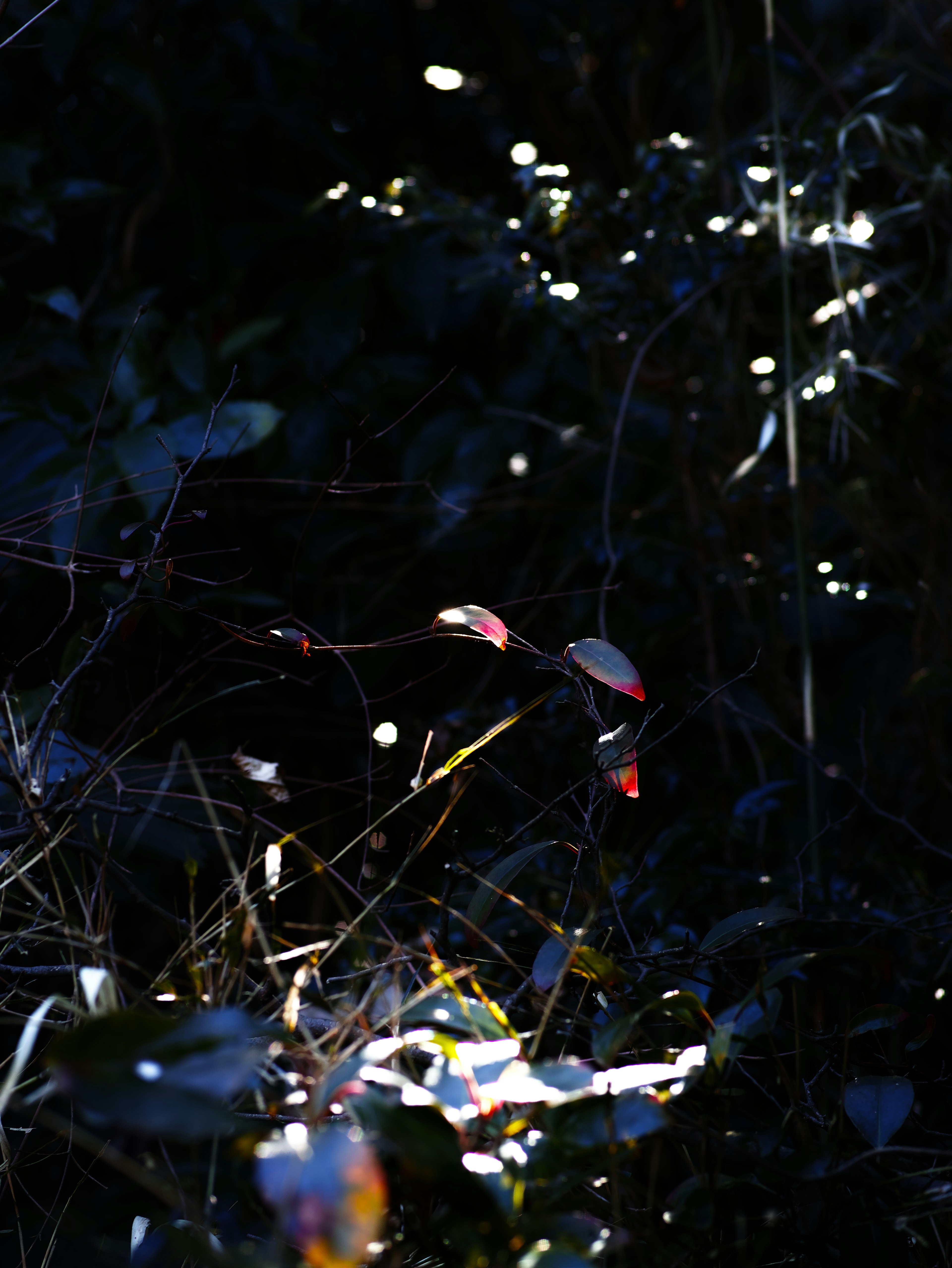 Contraste de luz y hojas contra un fondo oscuro