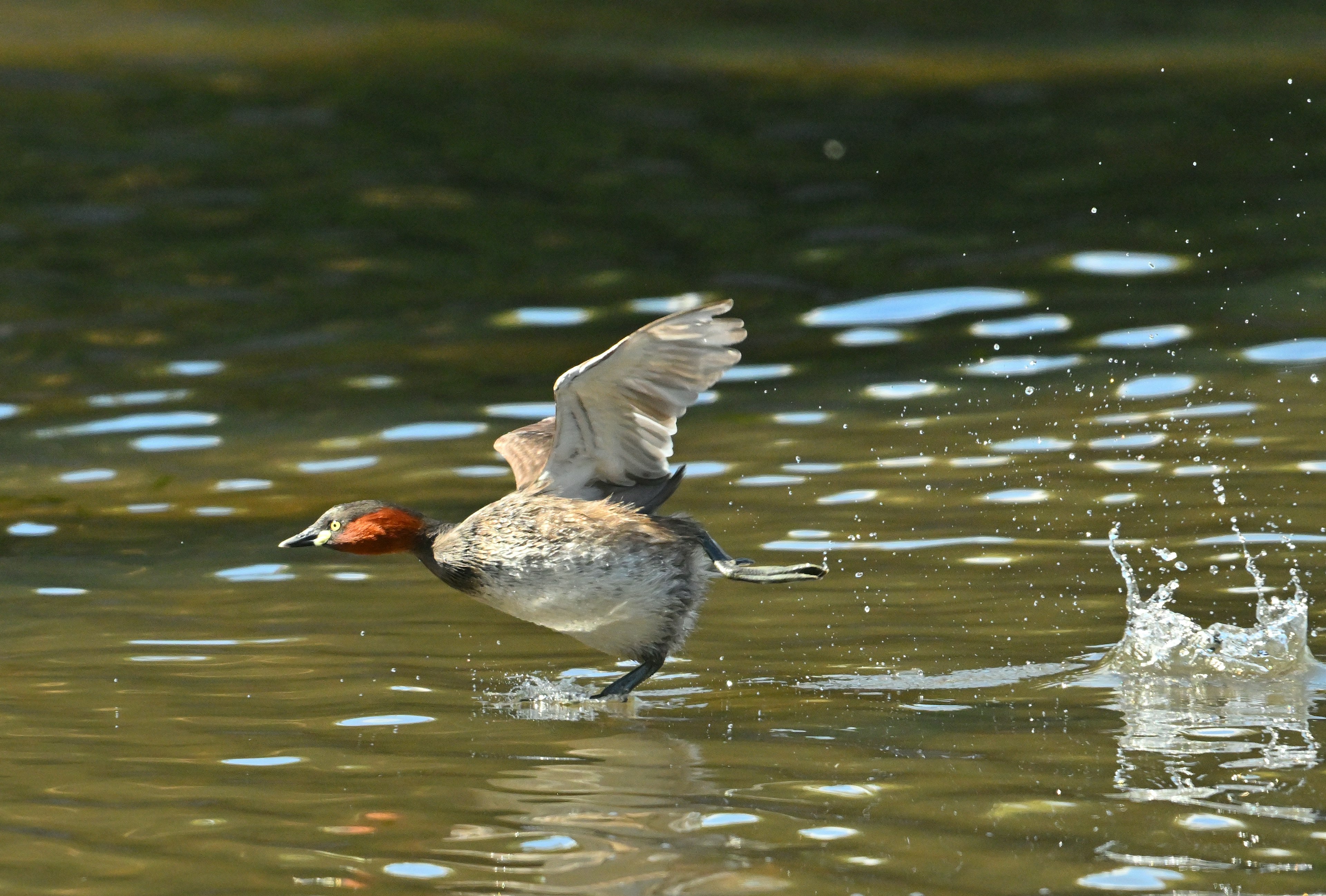 Un pato despegando del agua con alas aleteando y salpicaduras