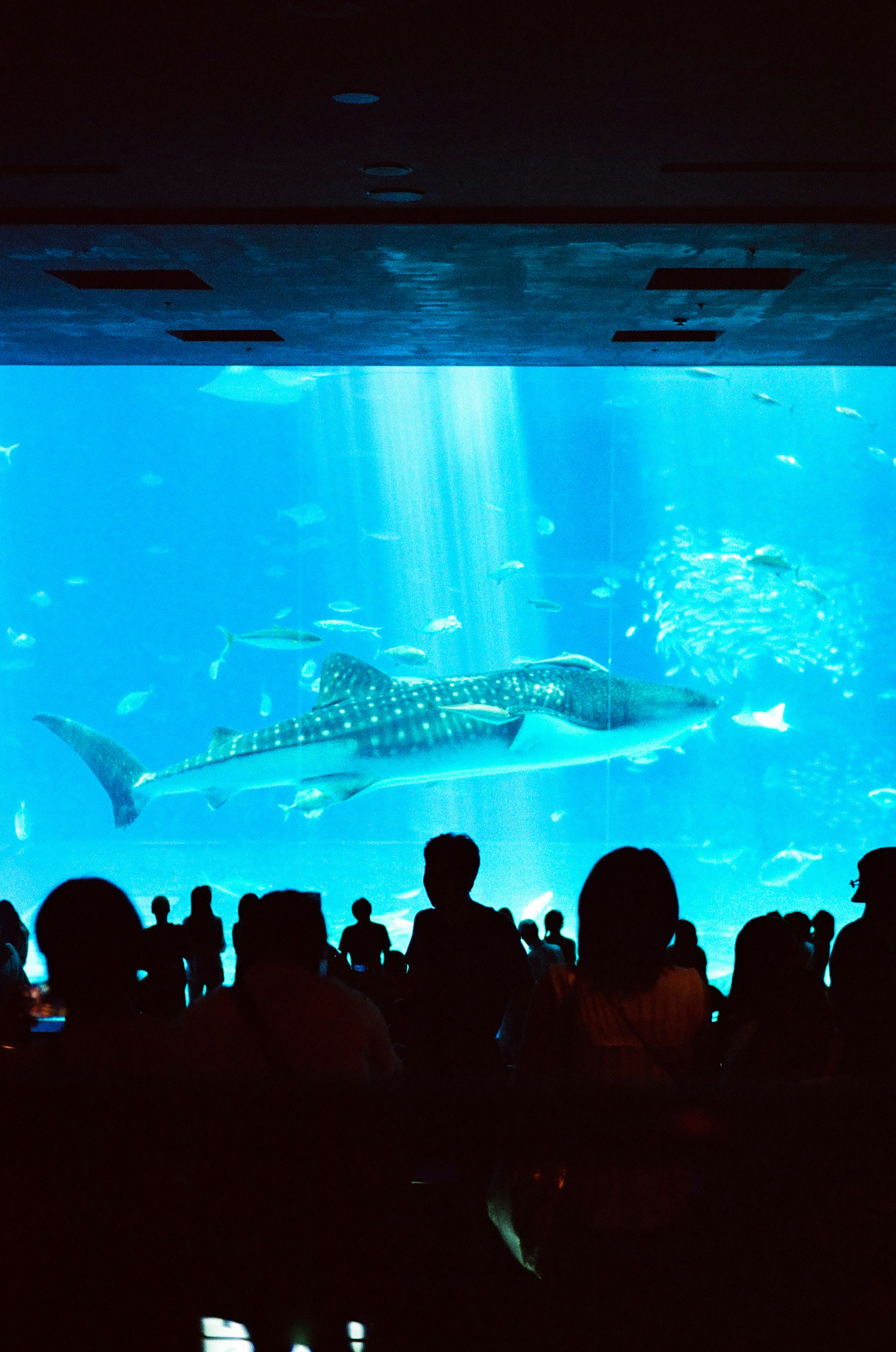 水族館の大きな水槽の前に立つ観客と青い水の中を泳ぐジンベイザメ