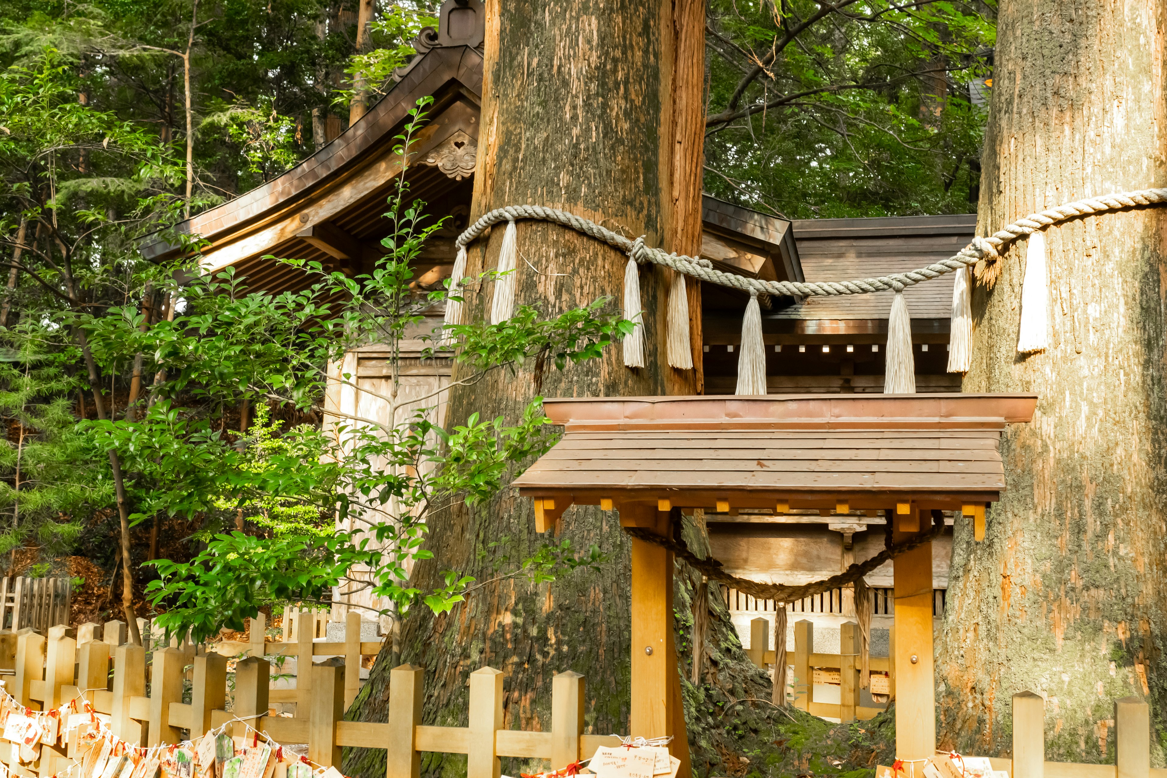 一個風景，展示了大樹和被綠色植物環繞的神社結構