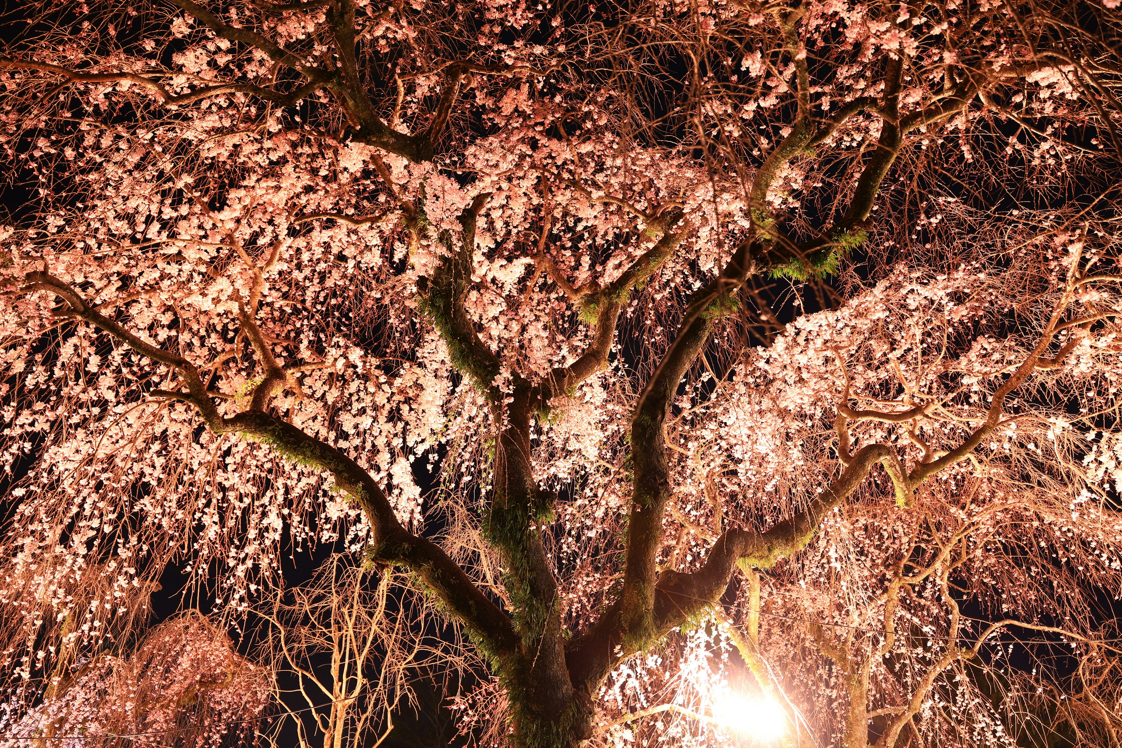 아름다운 야경 벚꽃 장면과 세부 가지