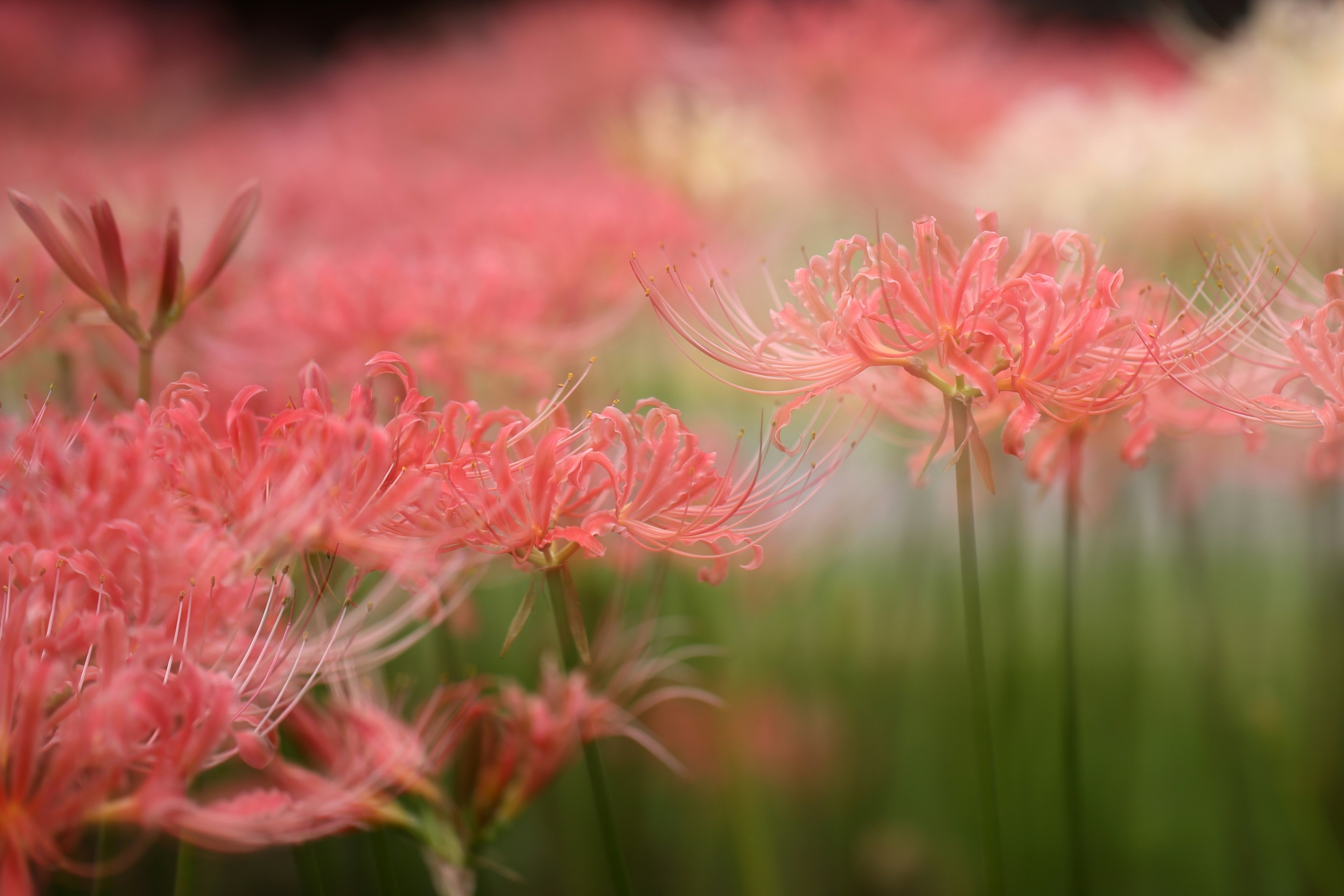 淡いピンクの花が咲き誇る風景 色とりどりの花々が美しい