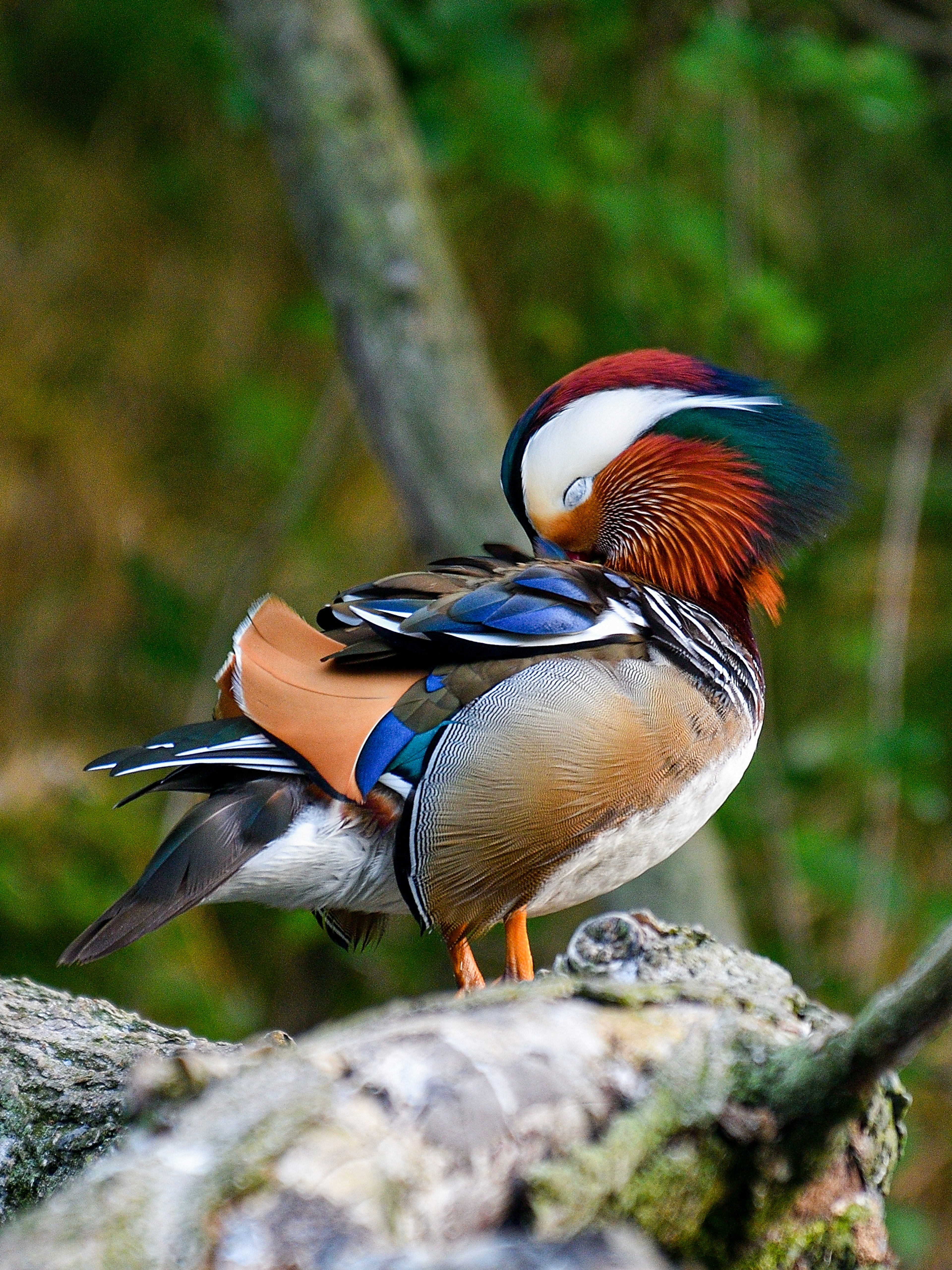 Seekor bebek mandarin berwarna cerah sedang merapikan bulunya di latar belakang hijau