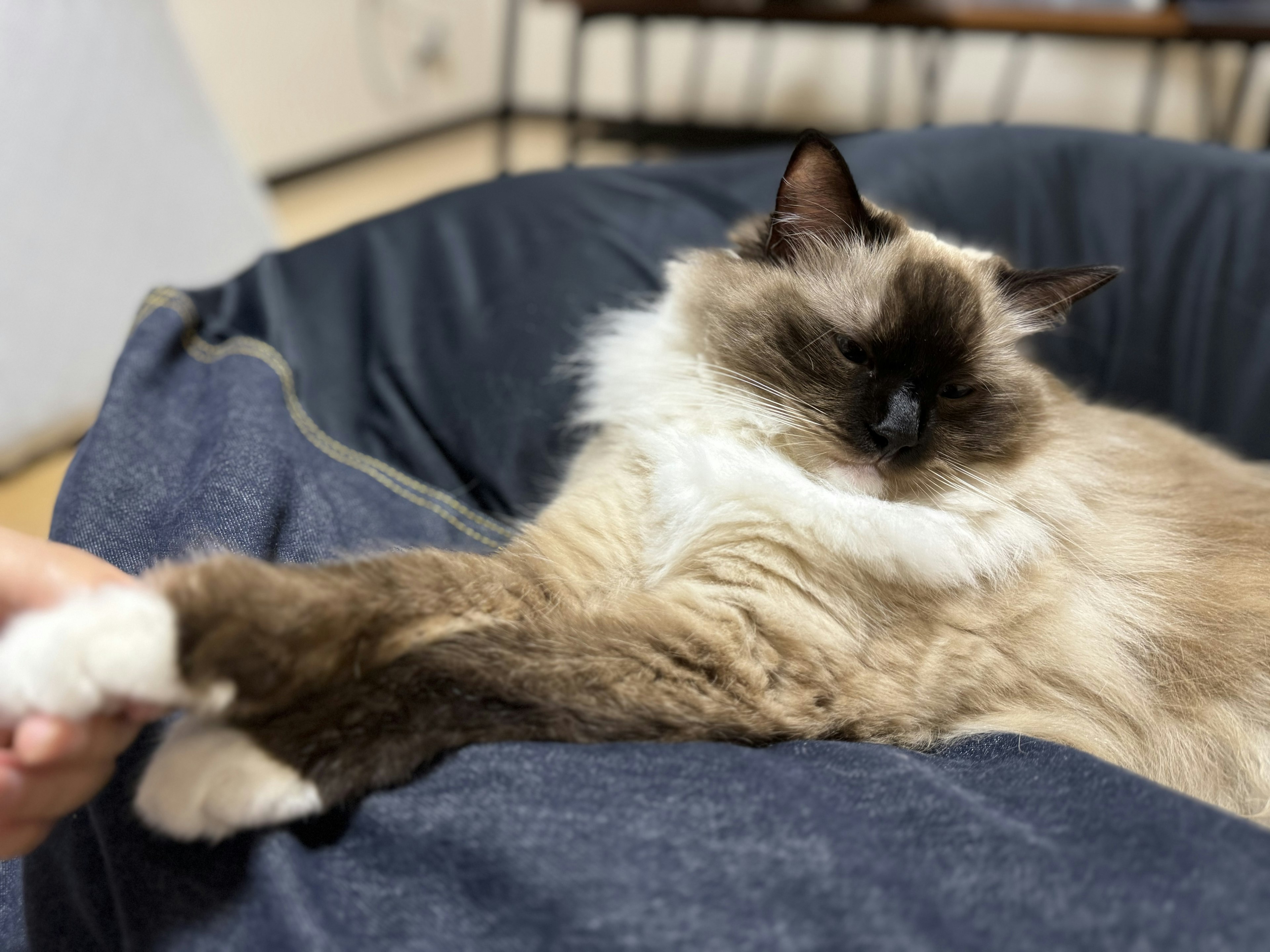 Ragdoll-Katze liegt bequem