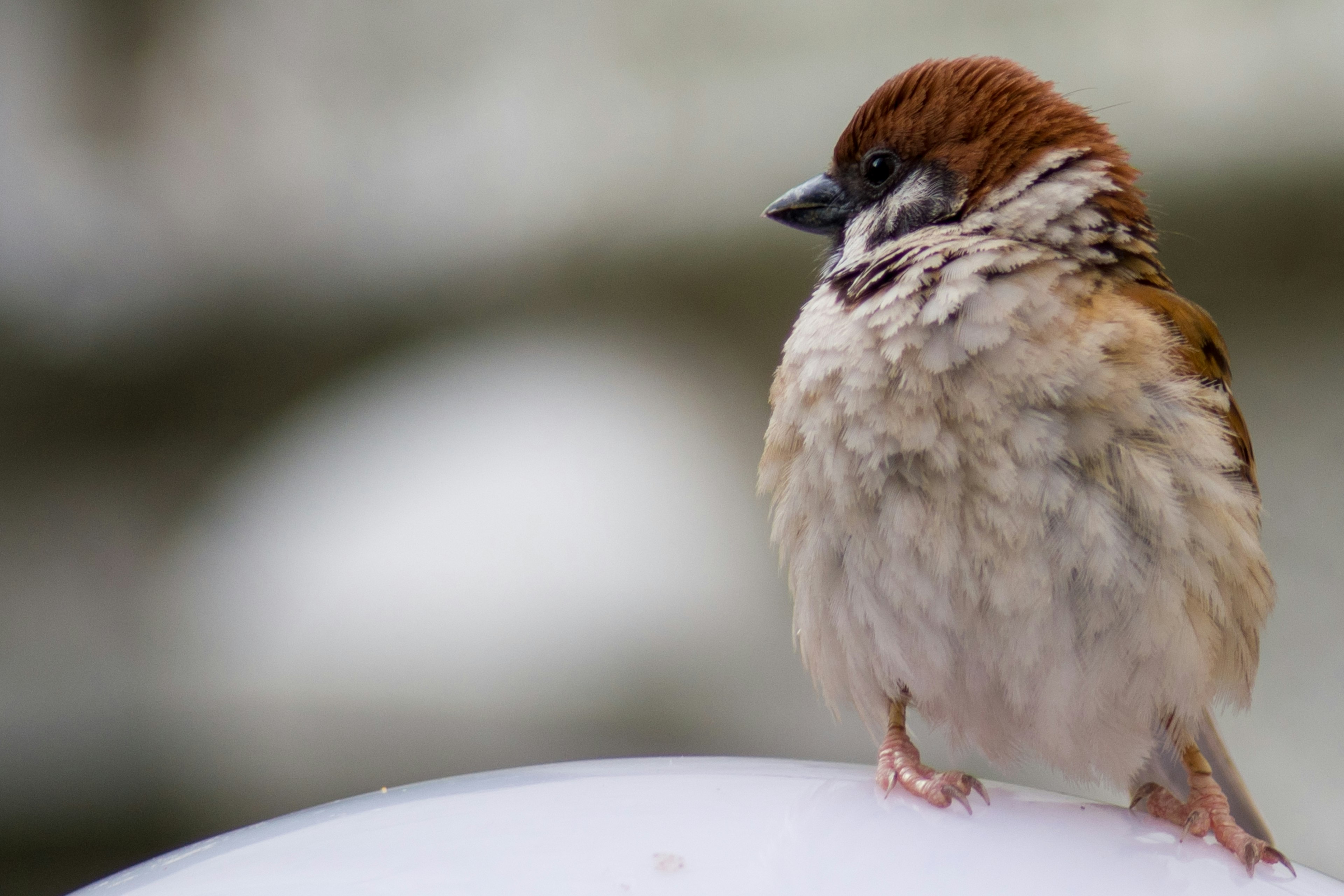 A small bird standing on a white circular object with a blurred background