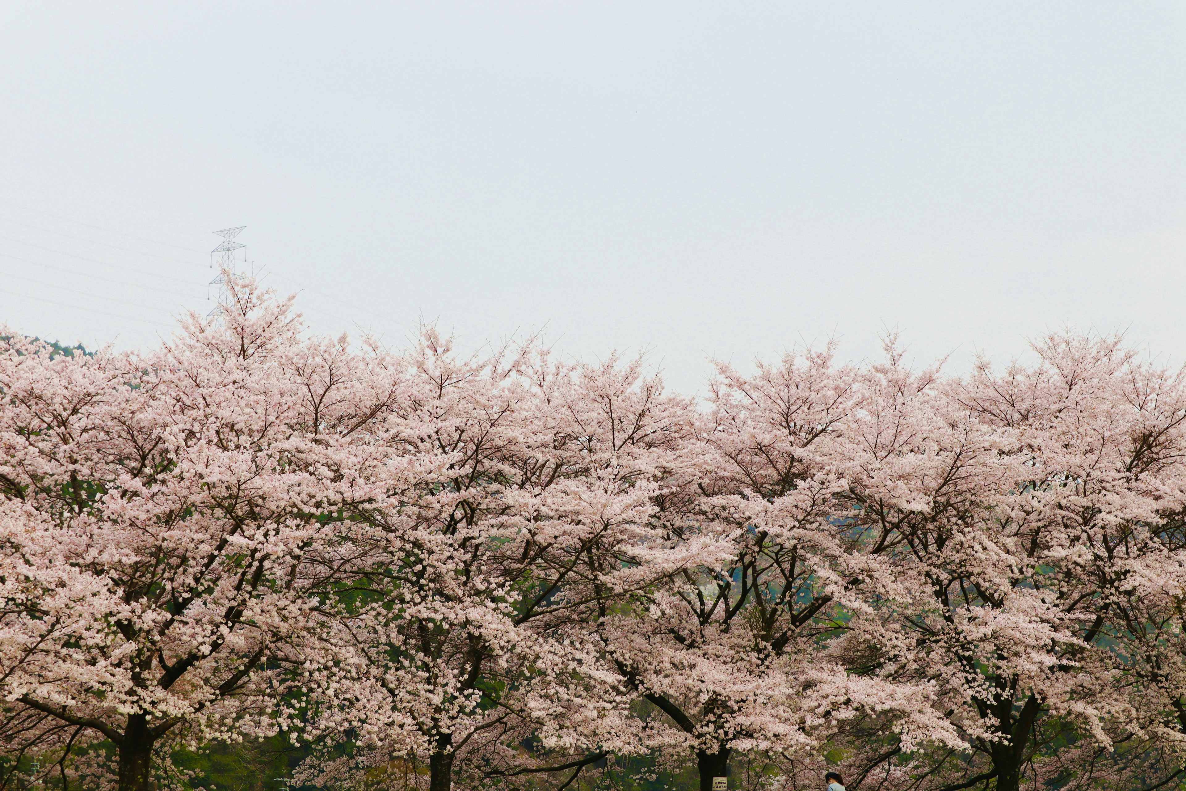 Cherry blossom trees in full bloom