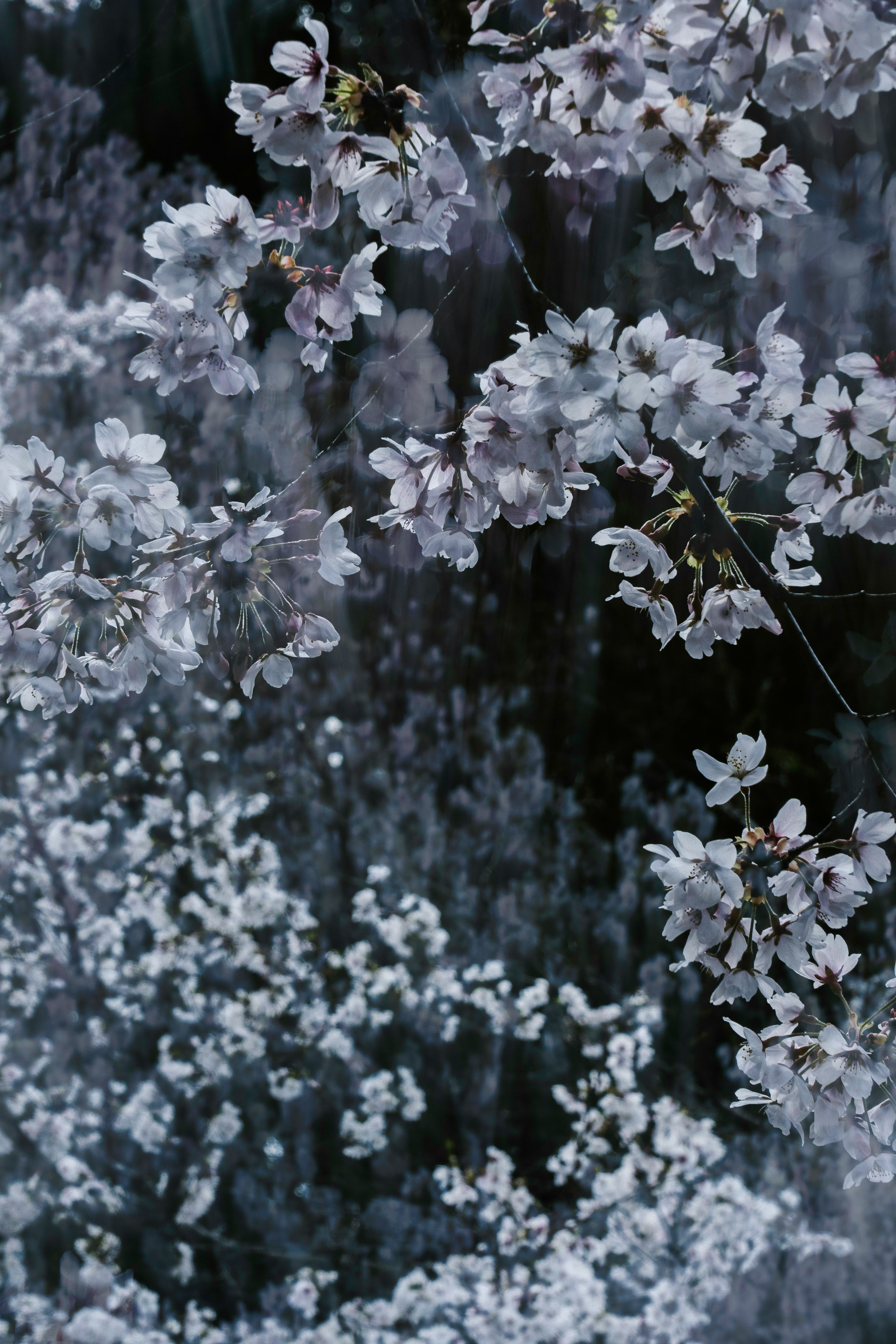 细腻的樱花枝条与散落的花瓣和流动的水背景