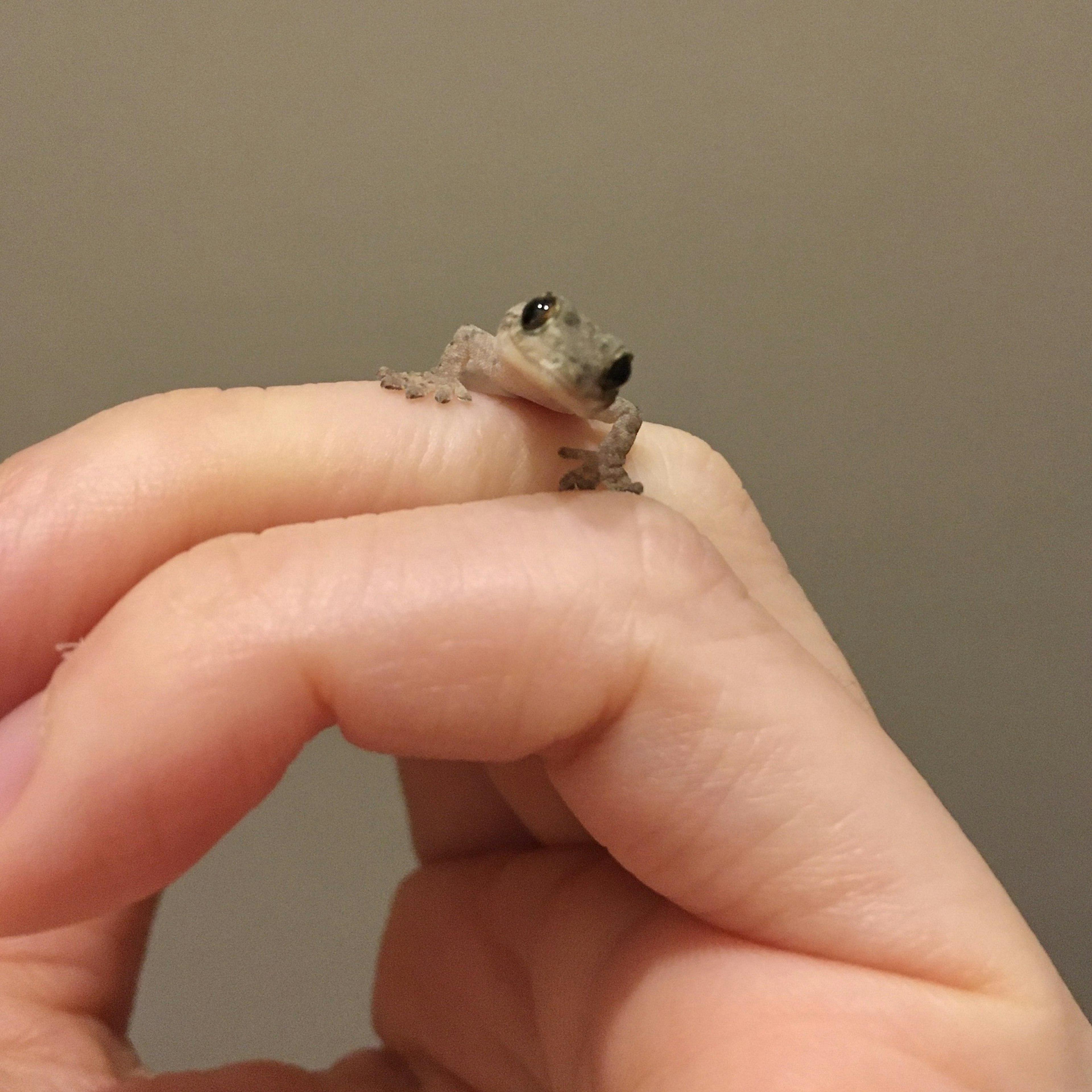 A small frog perched on a fingertip