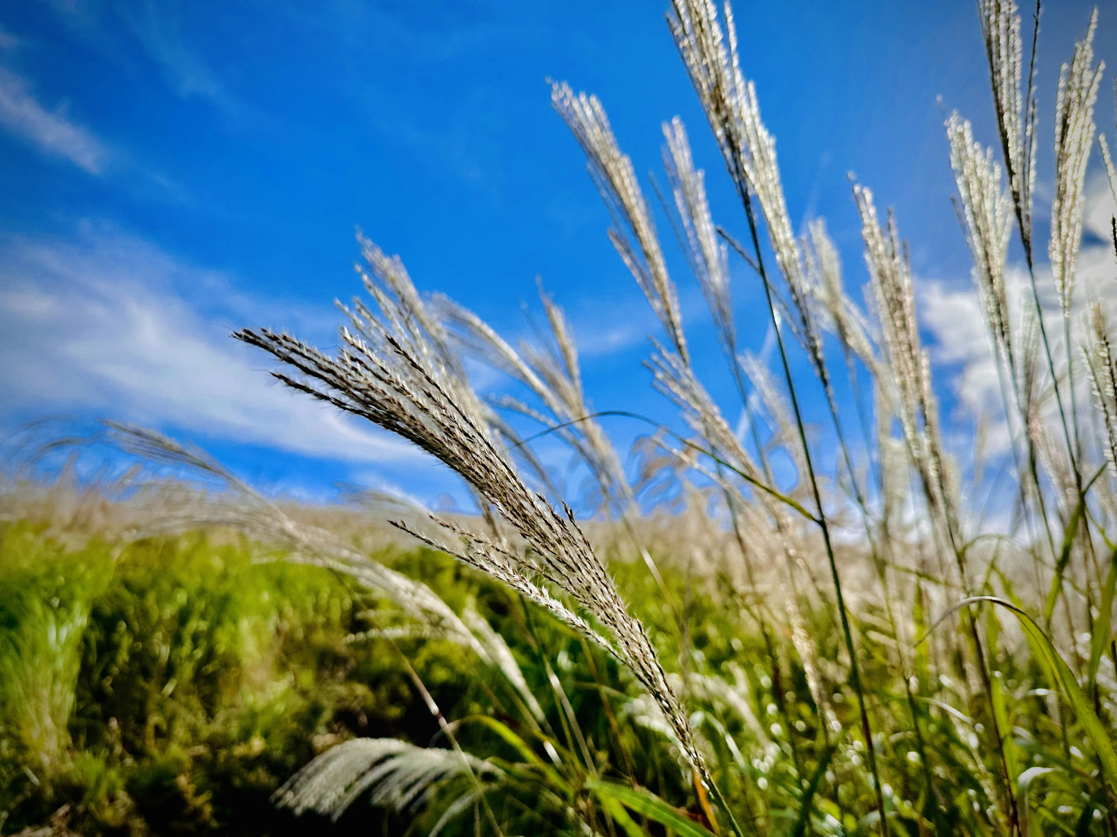 青空の下に広がる穂のある草原のクローズアップ