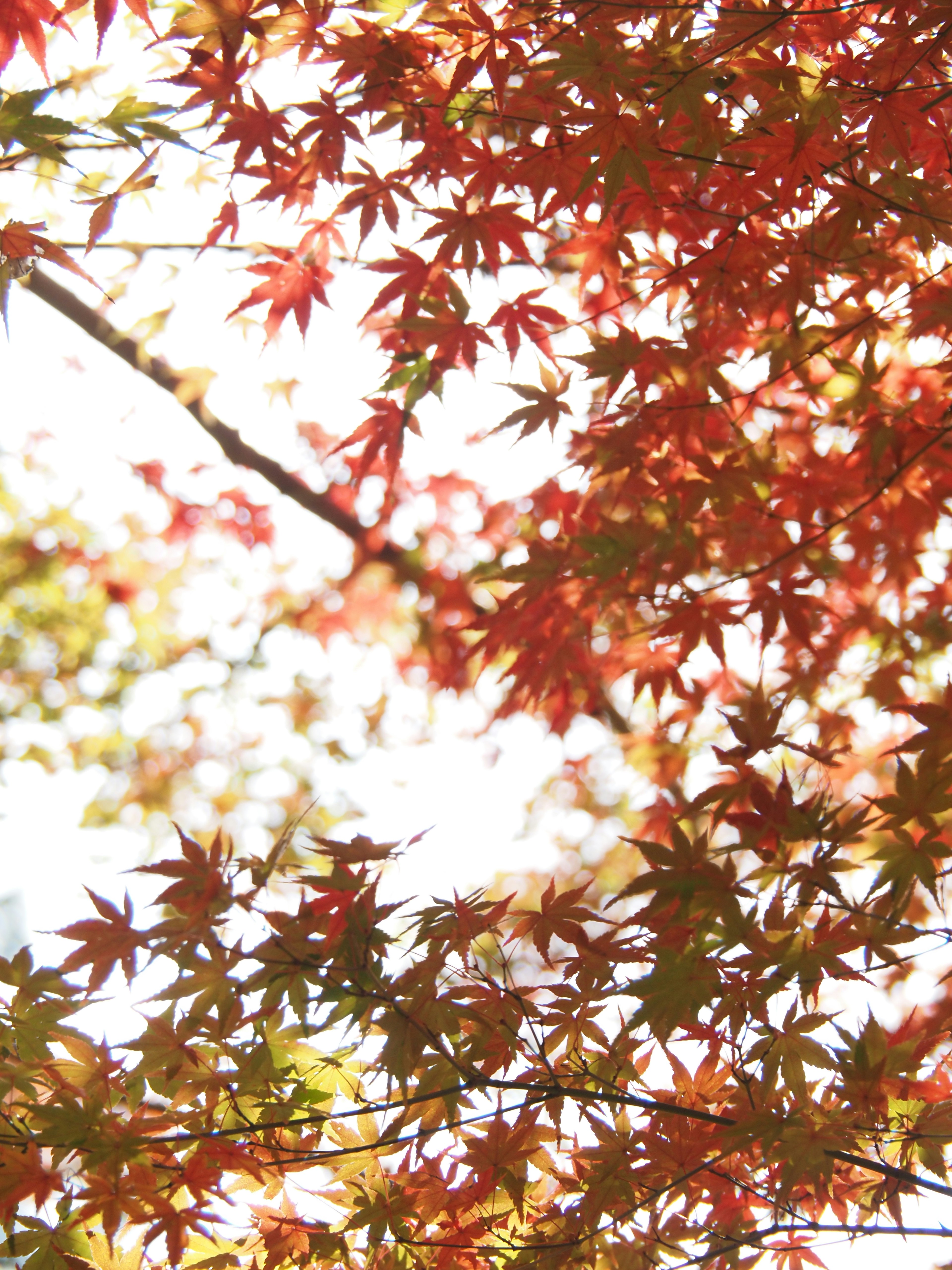 Pemandangan indah dengan daun maple merah dan hijau tembus pandang