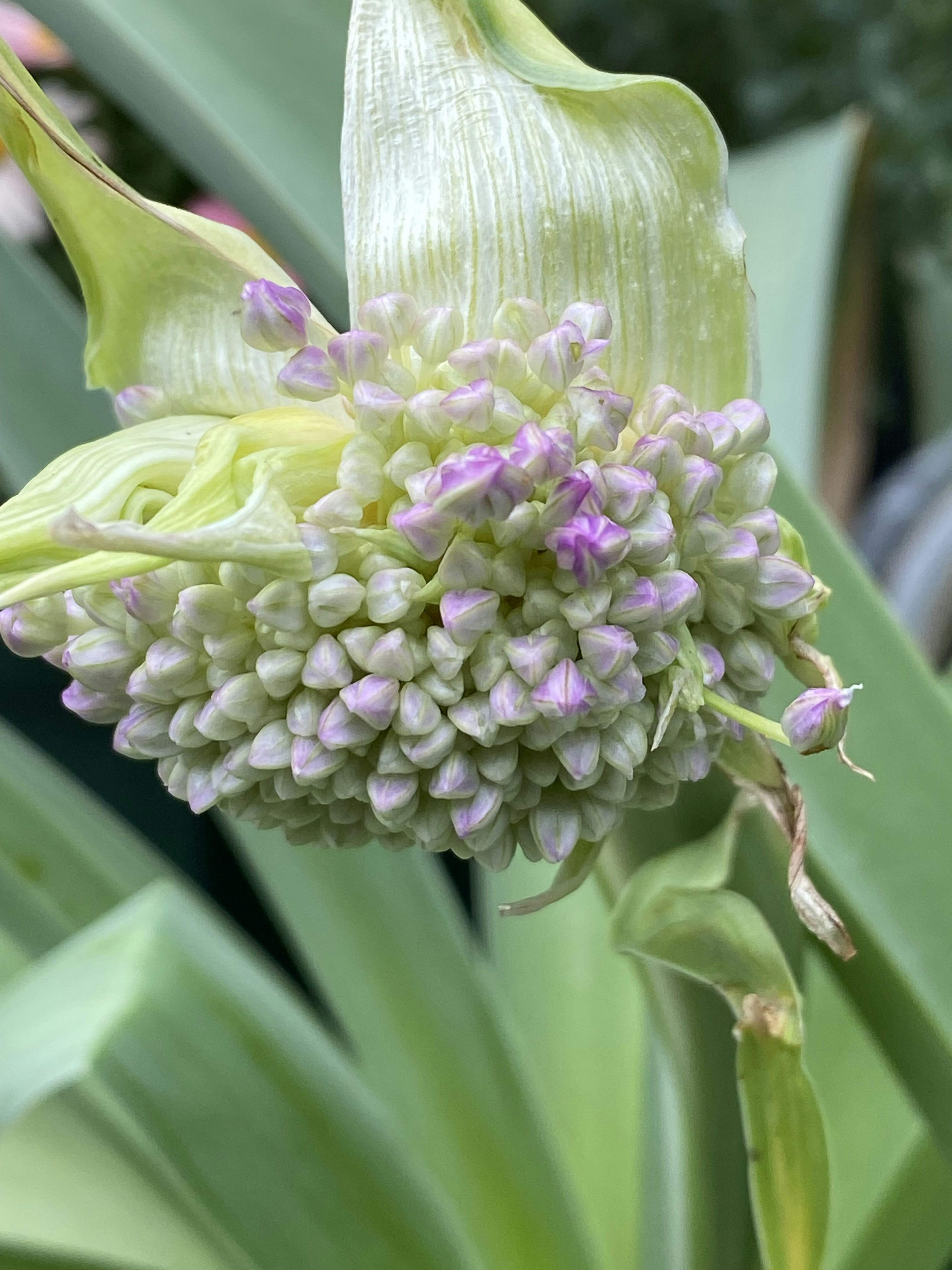 Primer plano de una planta con pequeñas flores moradas entre hojas verdes