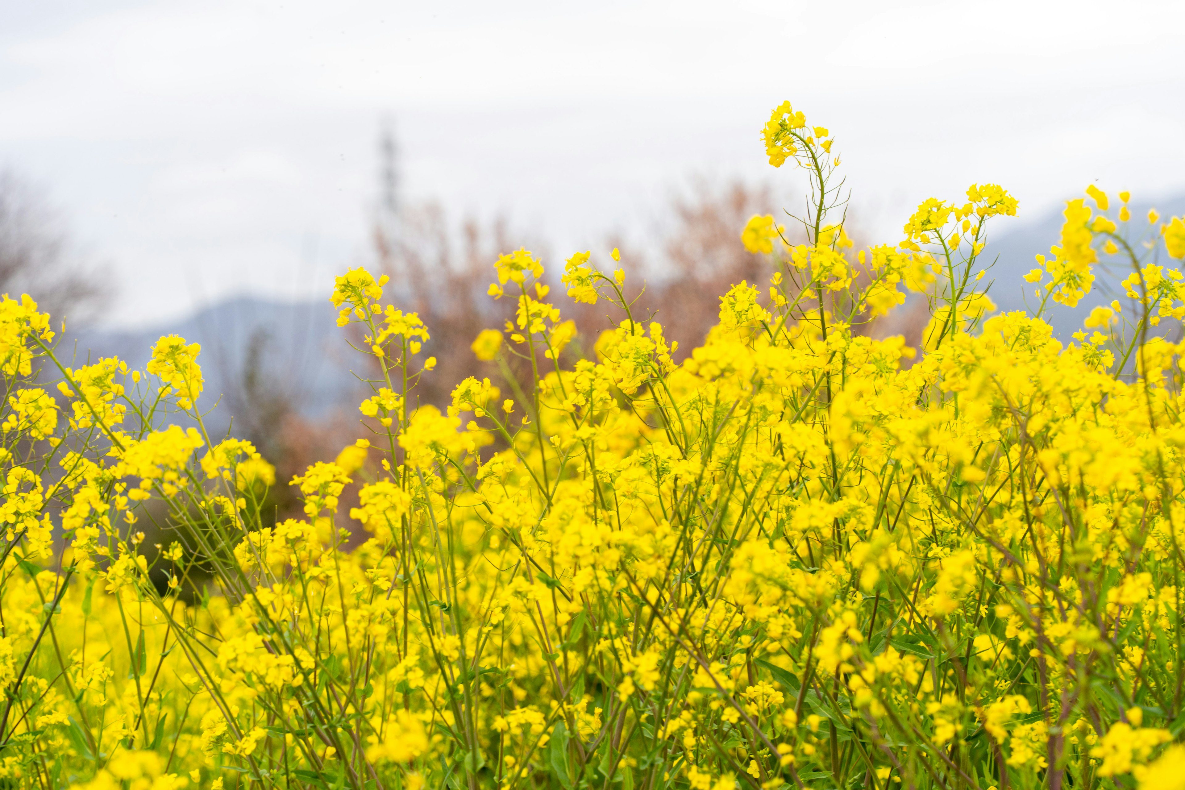 黄色の菜の花が咲く風景 背景にはぼんやりとした山々