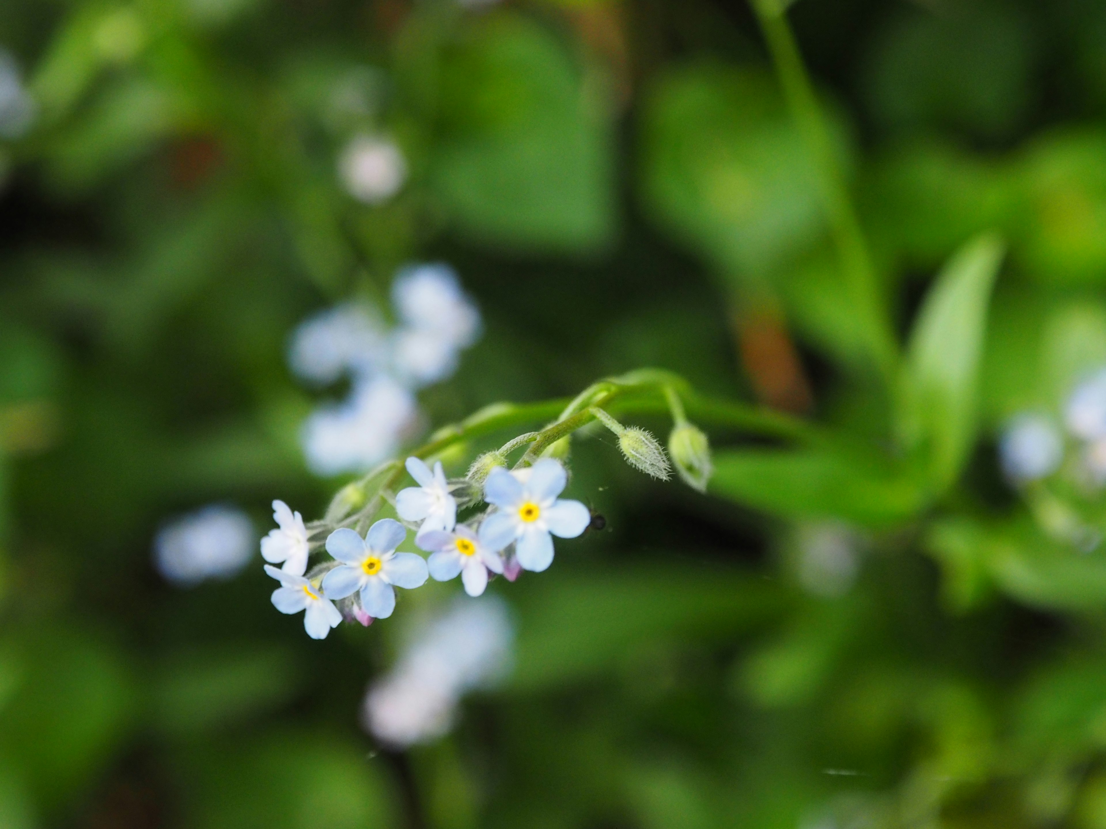 Mazzetto di piccoli fiori blu con centri gialli e foglie verdi