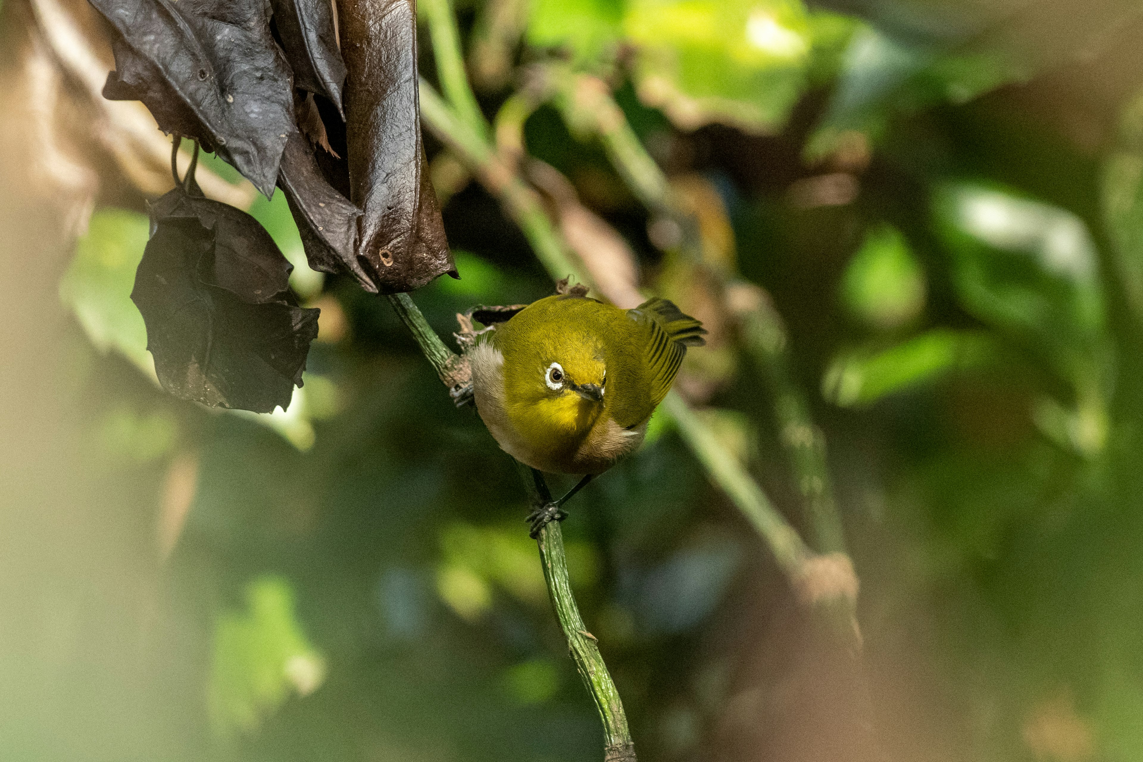 Ein kleiner grüner Vogel sitzt auf einem Ast umgeben von grünen Blättern