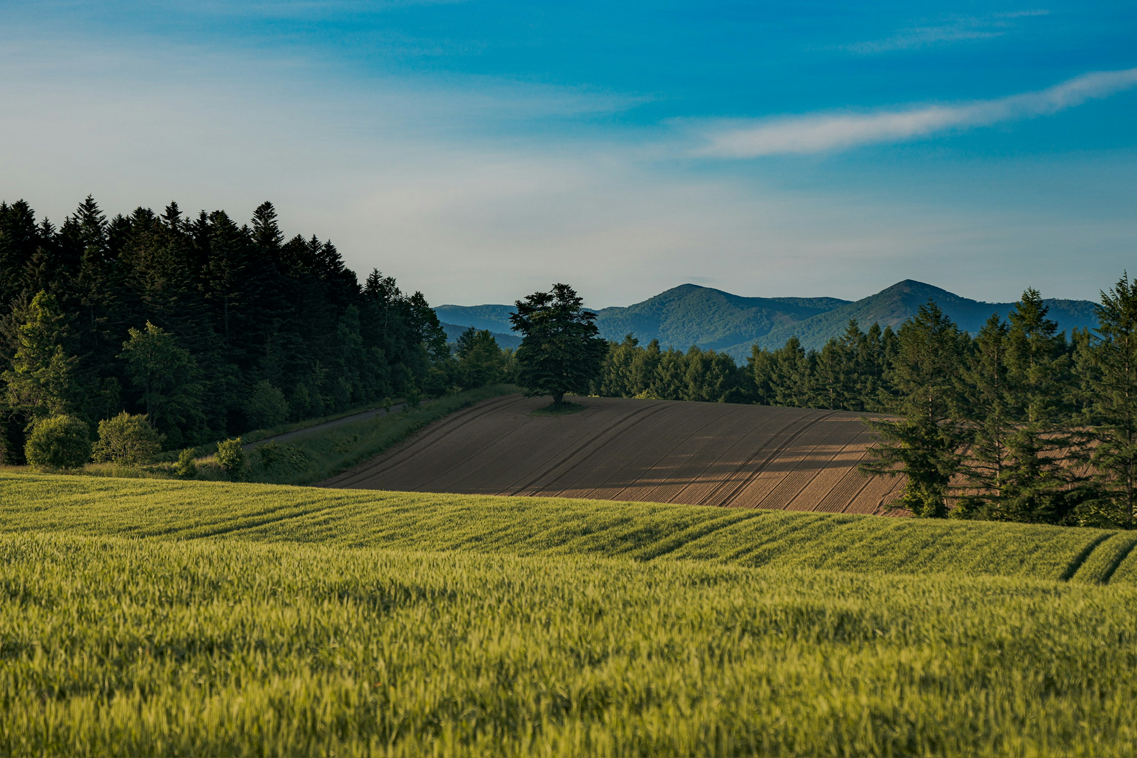 Expansive farmland with green crops and mountains in the background