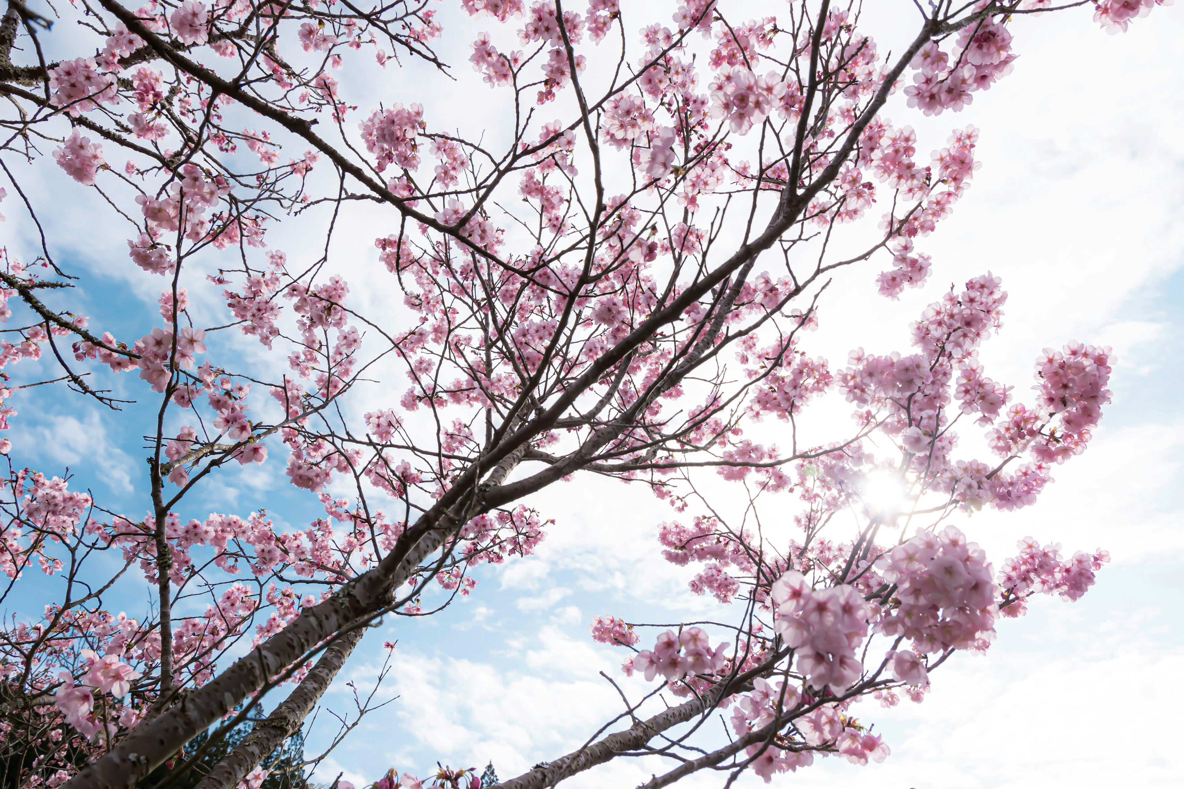 Bunga sakura dan cabang di bawah langit biru