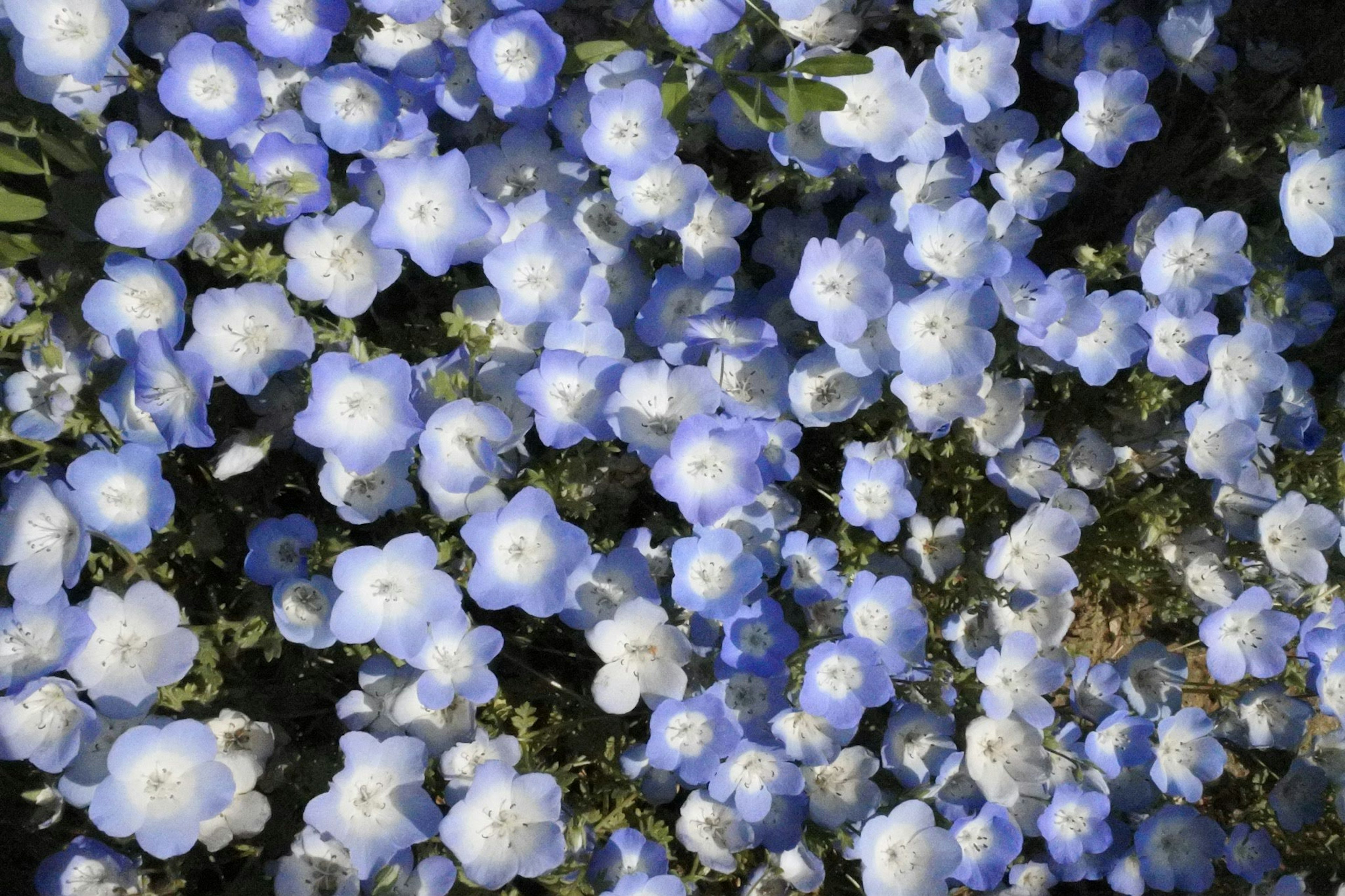 Un denso grupo de flores azules en plena floración