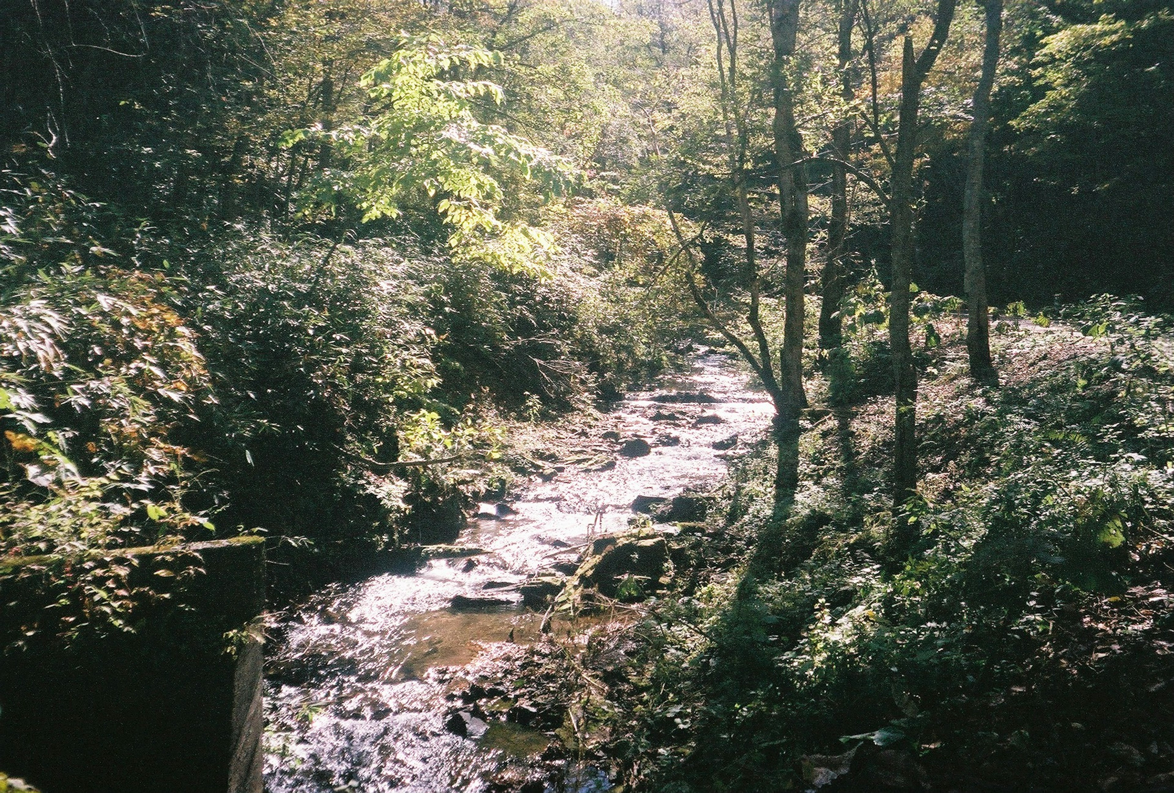 A serene stream flowing through a lush forest with trees