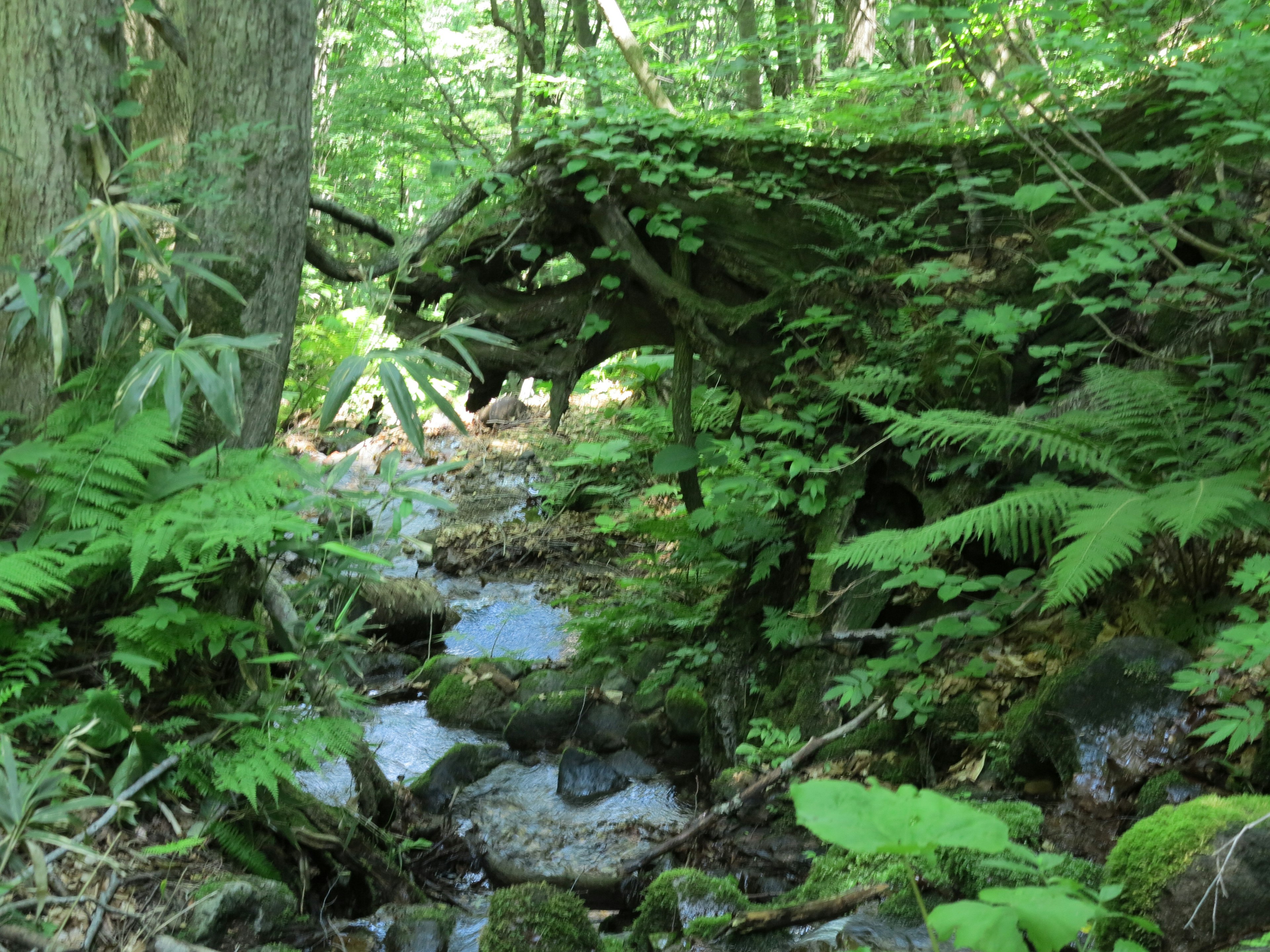 Lush forest scene featuring a stream and ferns