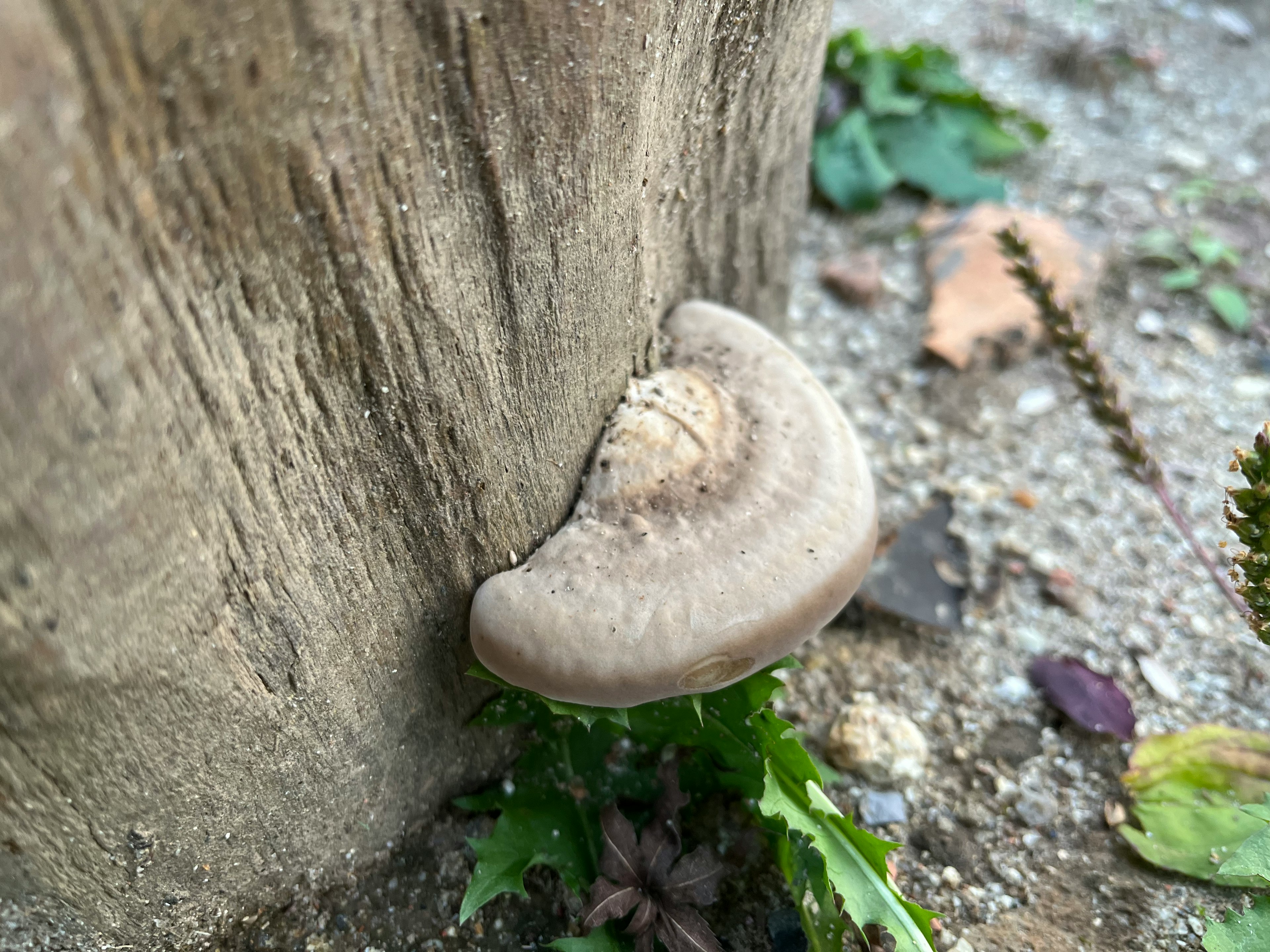 Champignon gris poussant sur le côté d'un tronc d'arbre entouré de feuilles vertes