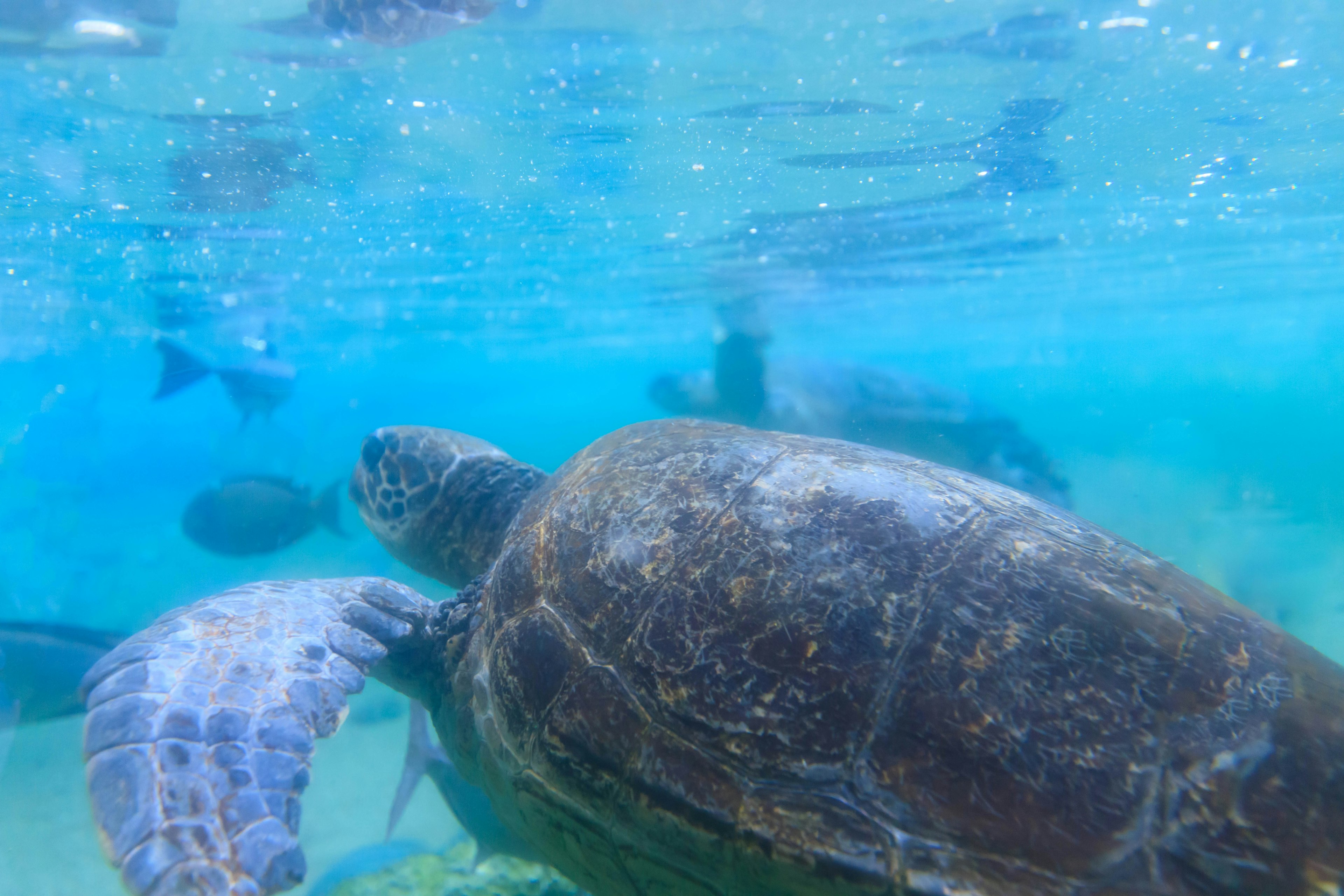 A vibrant underwater scene featuring a sea turtle swimming among various fish