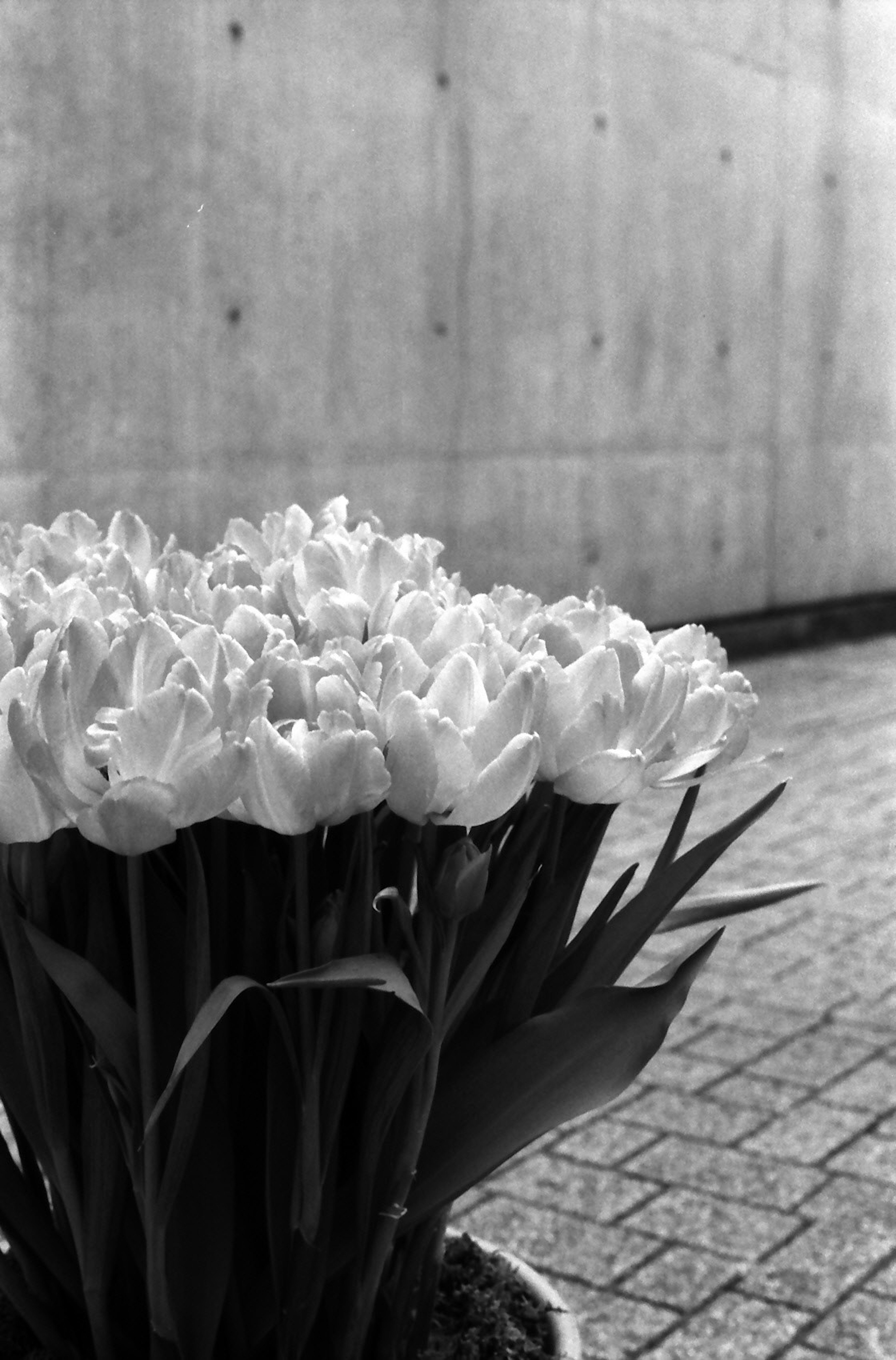 Un ramo de tulipanes blancos frente a una pared de concreto