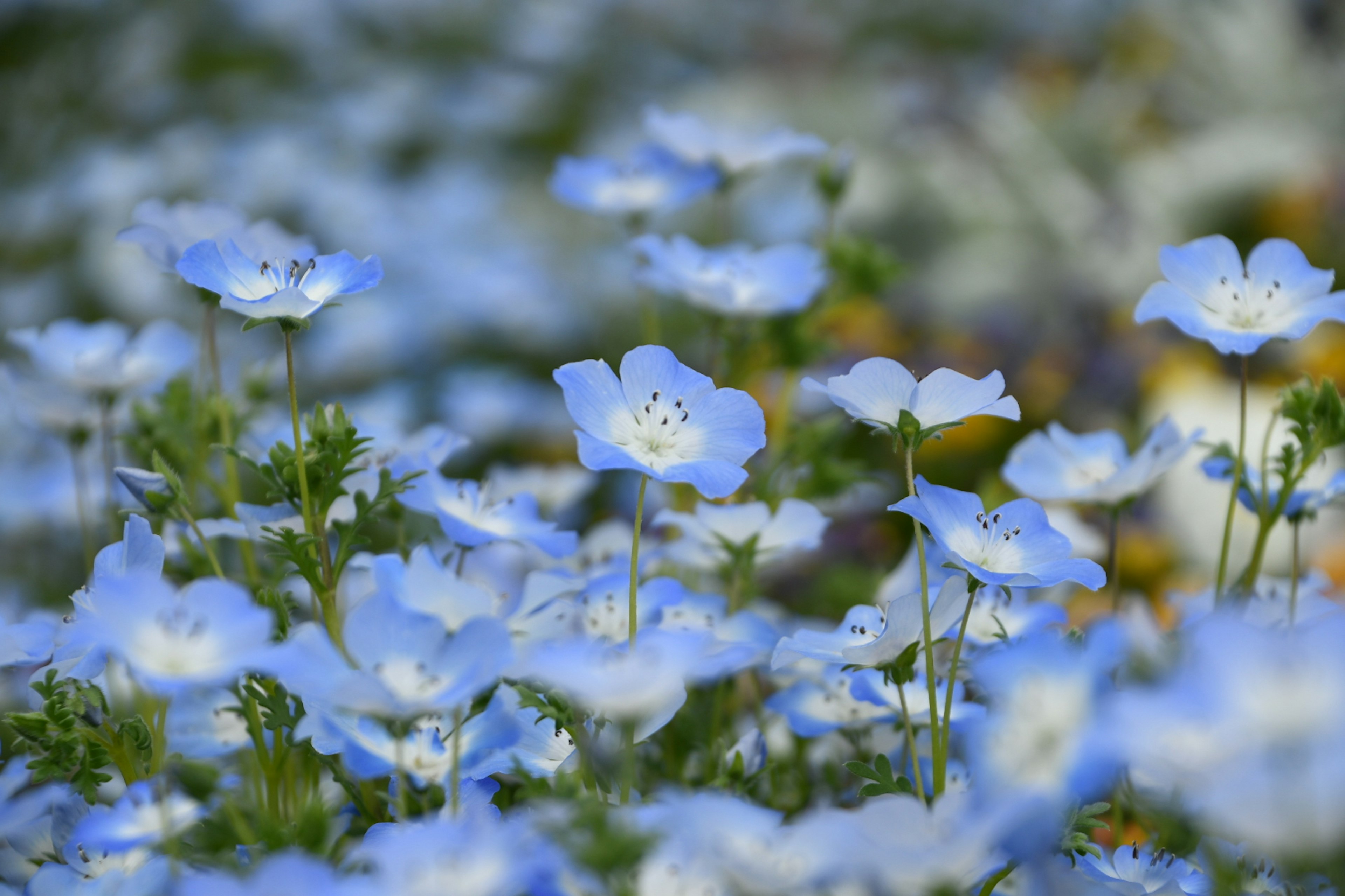 Close-up of blue flowers in bloom