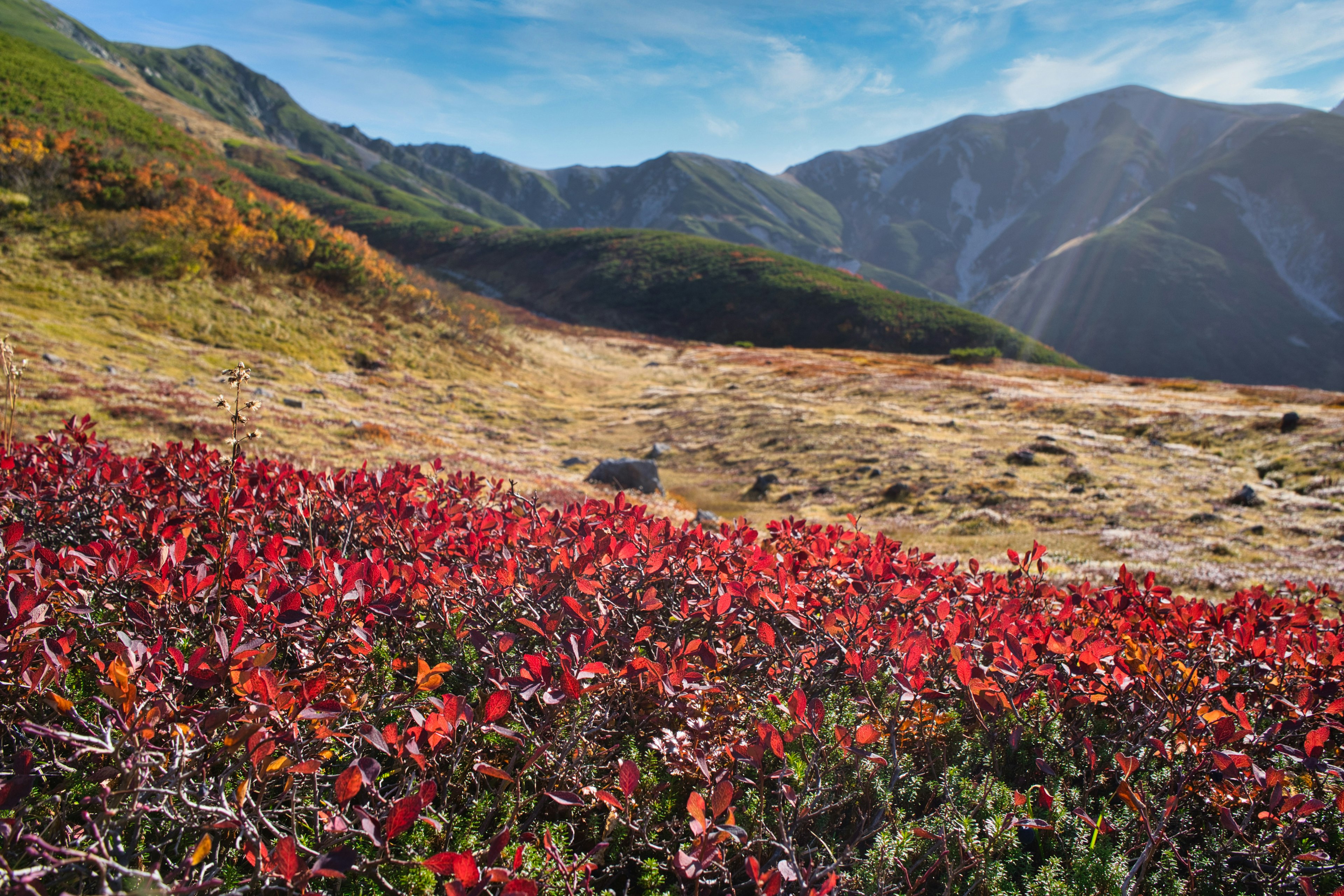 Un prato vivace di fogliame rosso con maestose montagne sullo sfondo