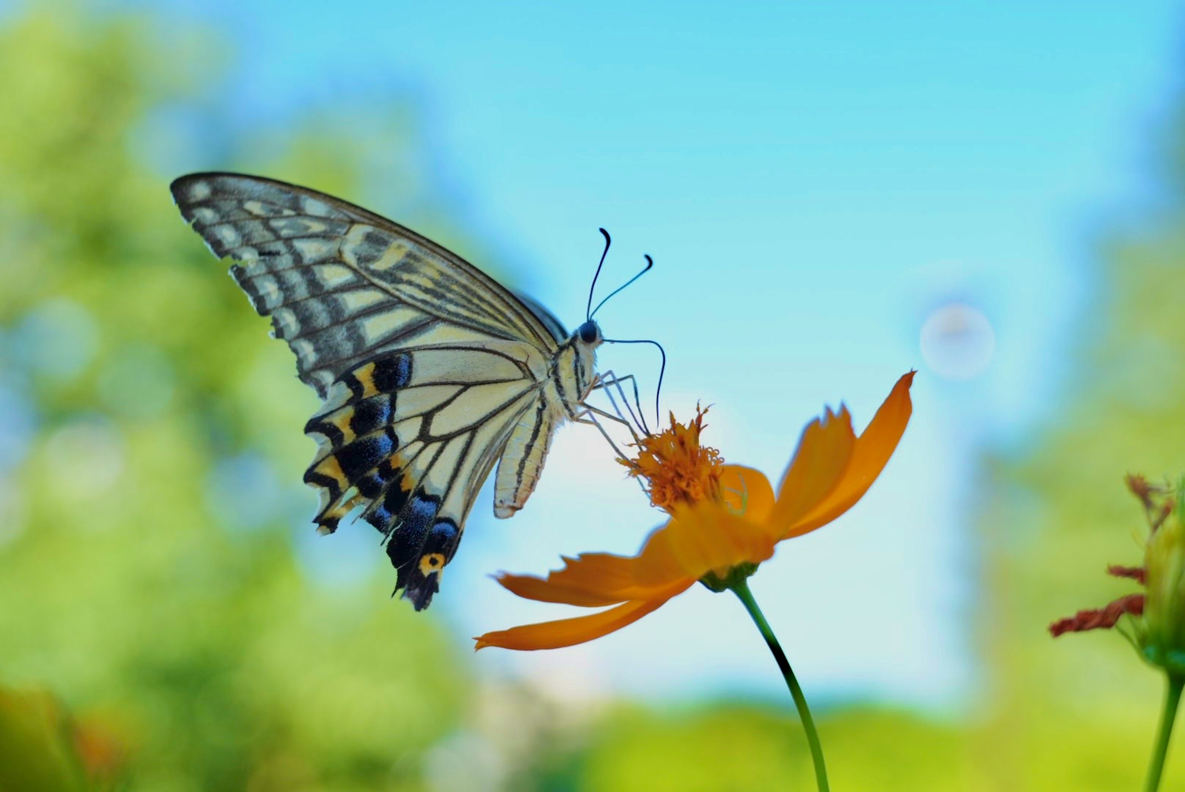 Beautiful butterfly perched on orange flower against blue sky