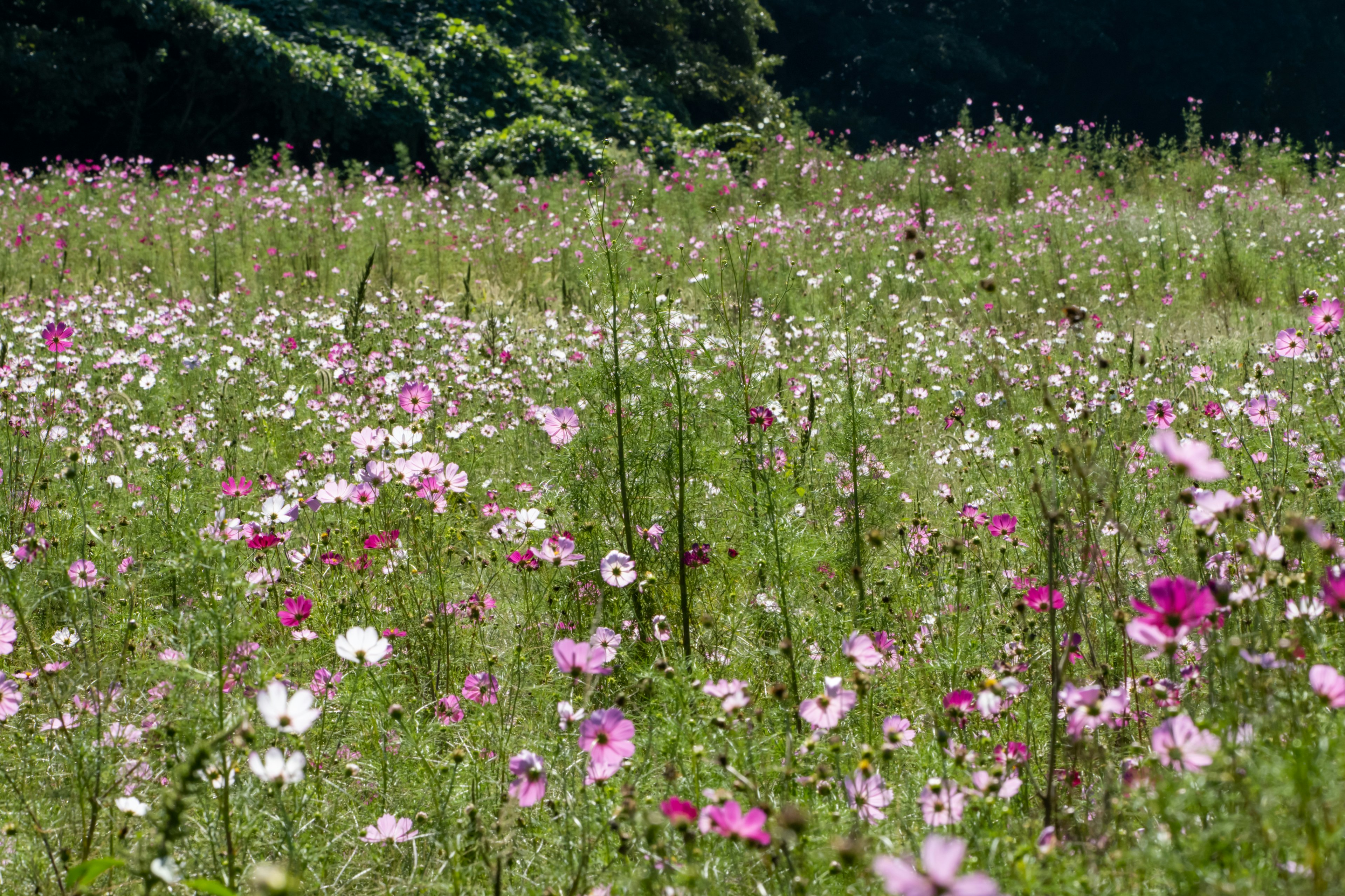 Bunga cosmos yang cerah mekar di padang rumput yang subur