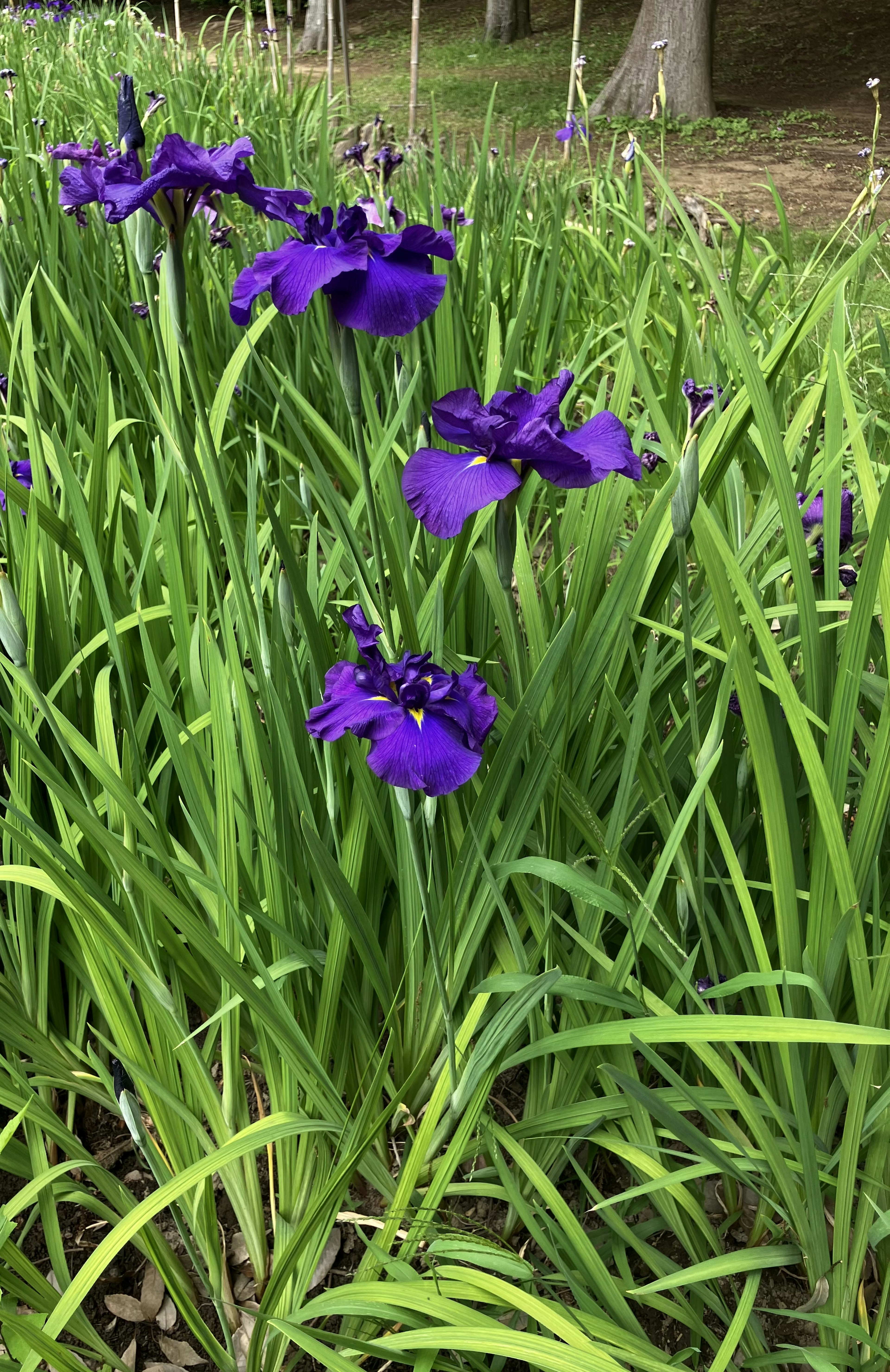 Cluster aus lebhaften lila Blumen umgeben von üppigem grünem Laub