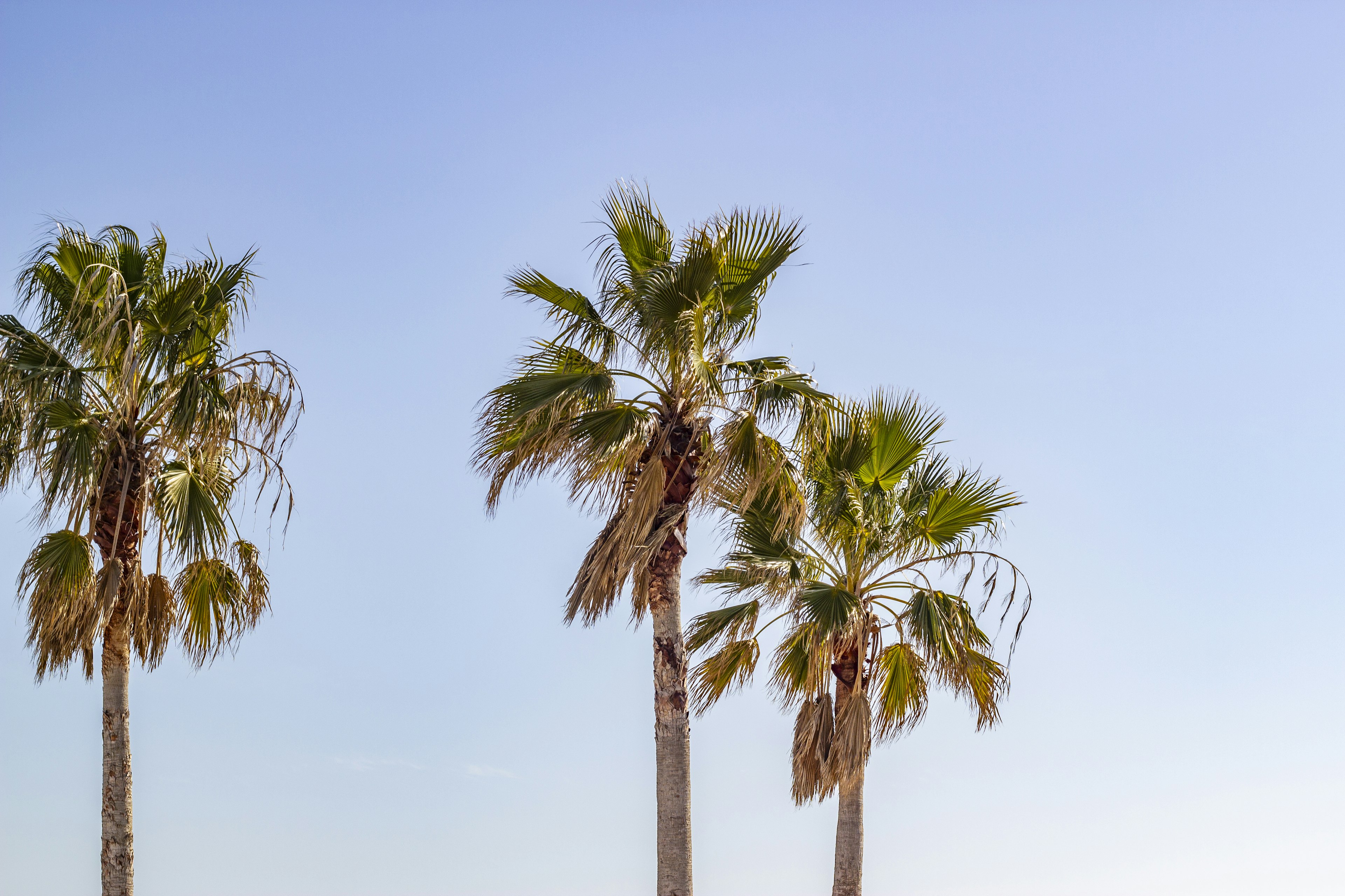 Photo de trois palmiers sous un ciel bleu clair