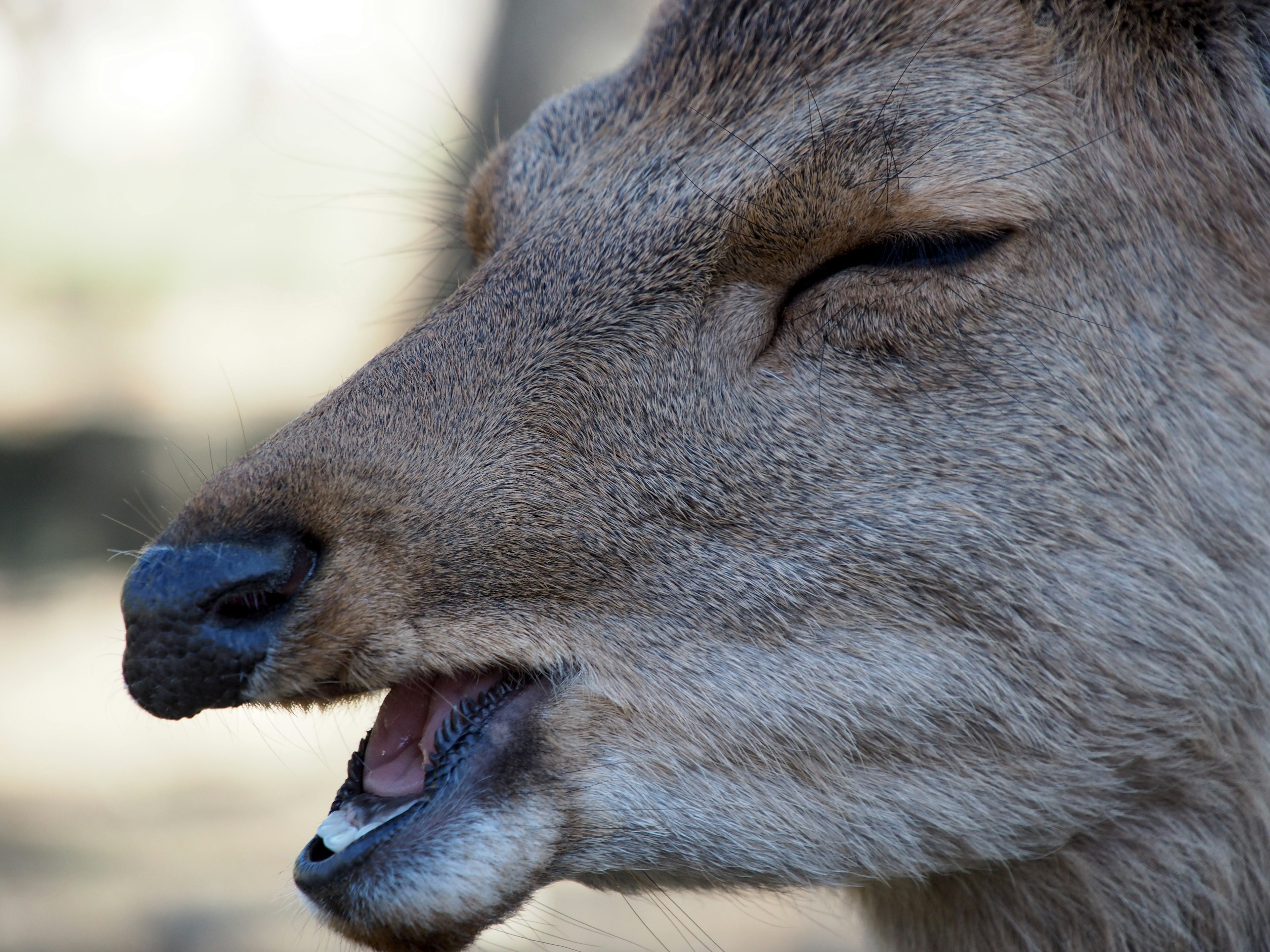 Gros plan sur le visage d'un cerf avec les yeux fermés et la bouche ouverte