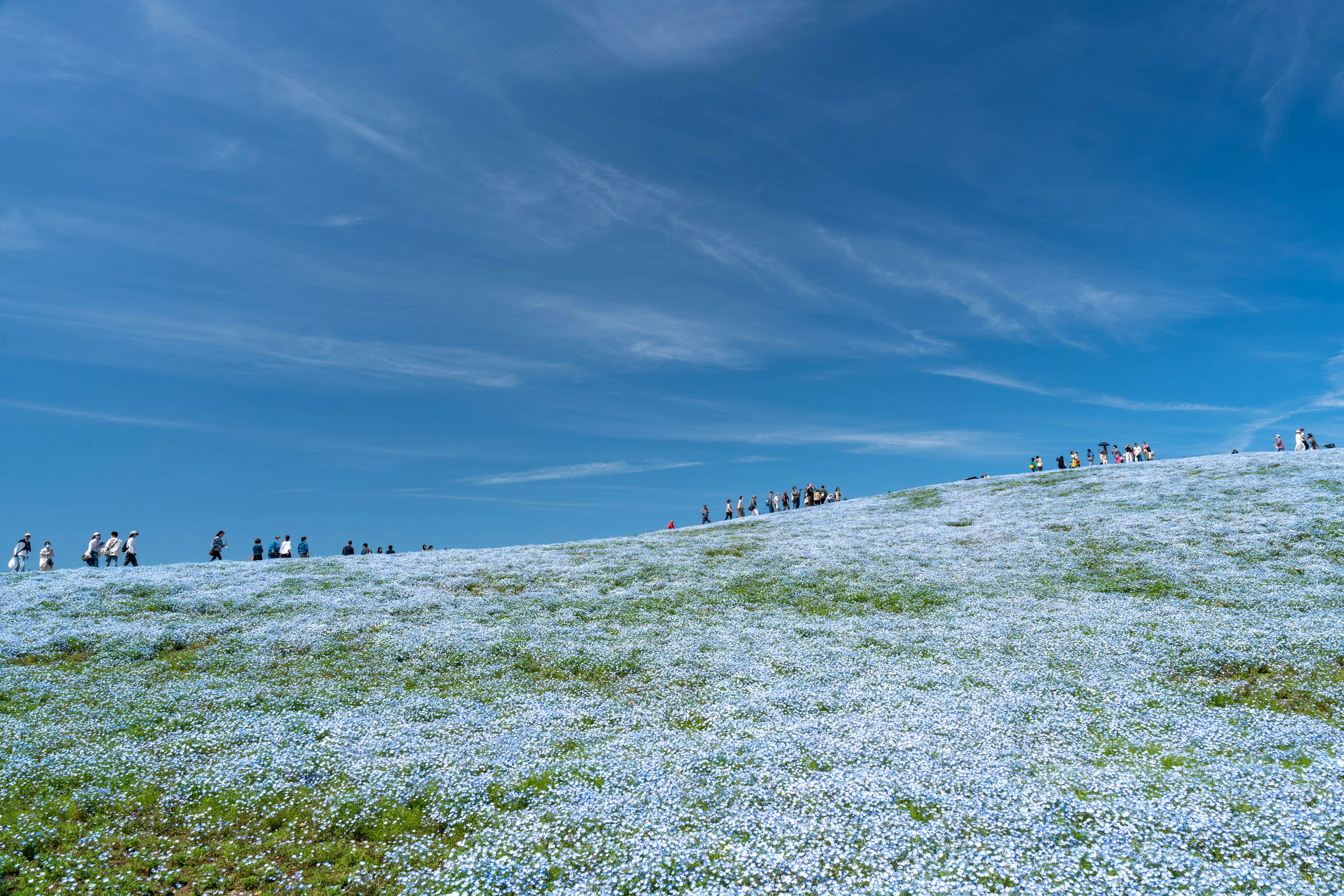 Eine malerische Aussicht auf einen blauen Himmel und ein weißes Blumenfeld mit Menschen