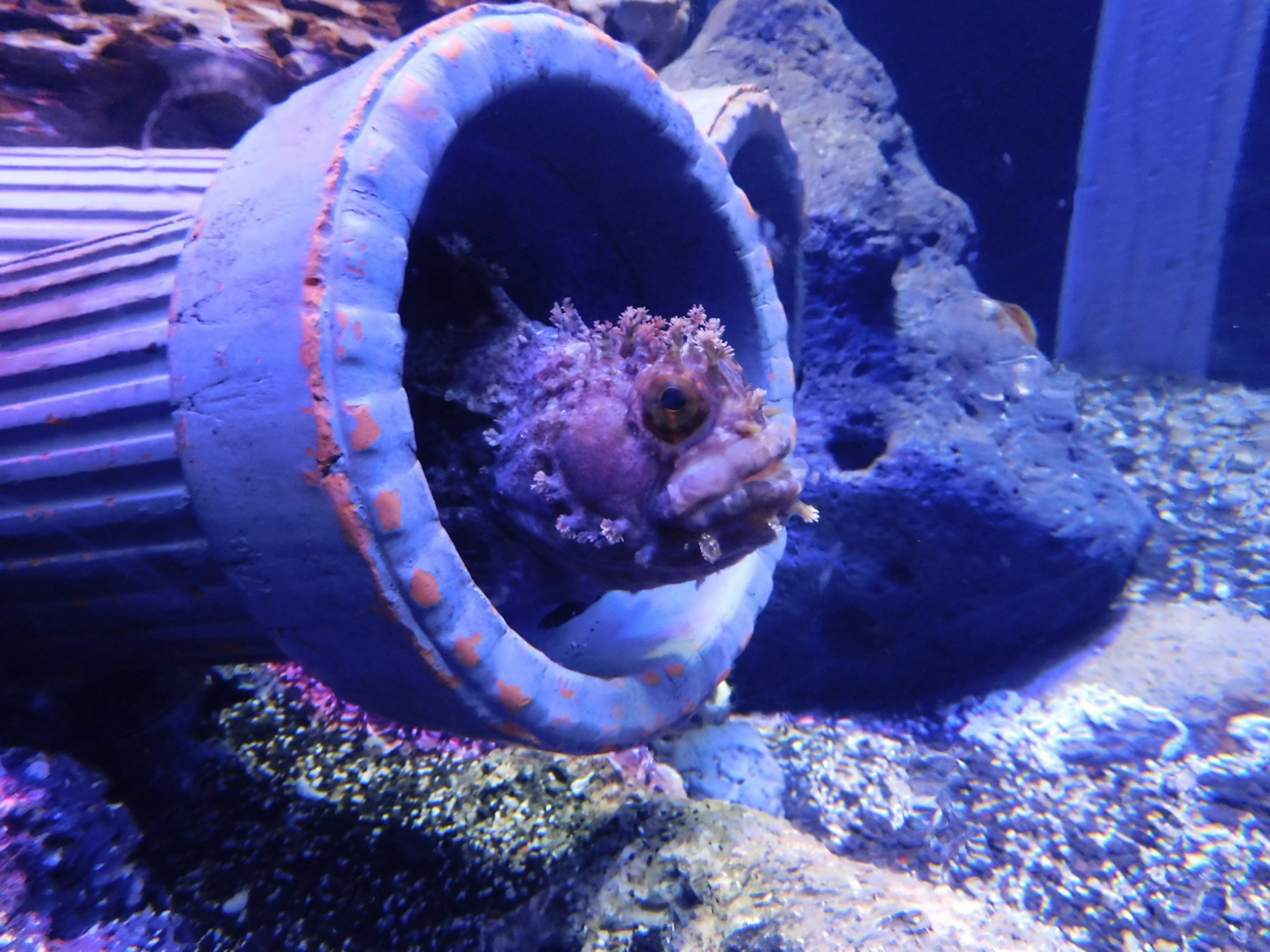 A fish peeking out from a pipe in an aquarium