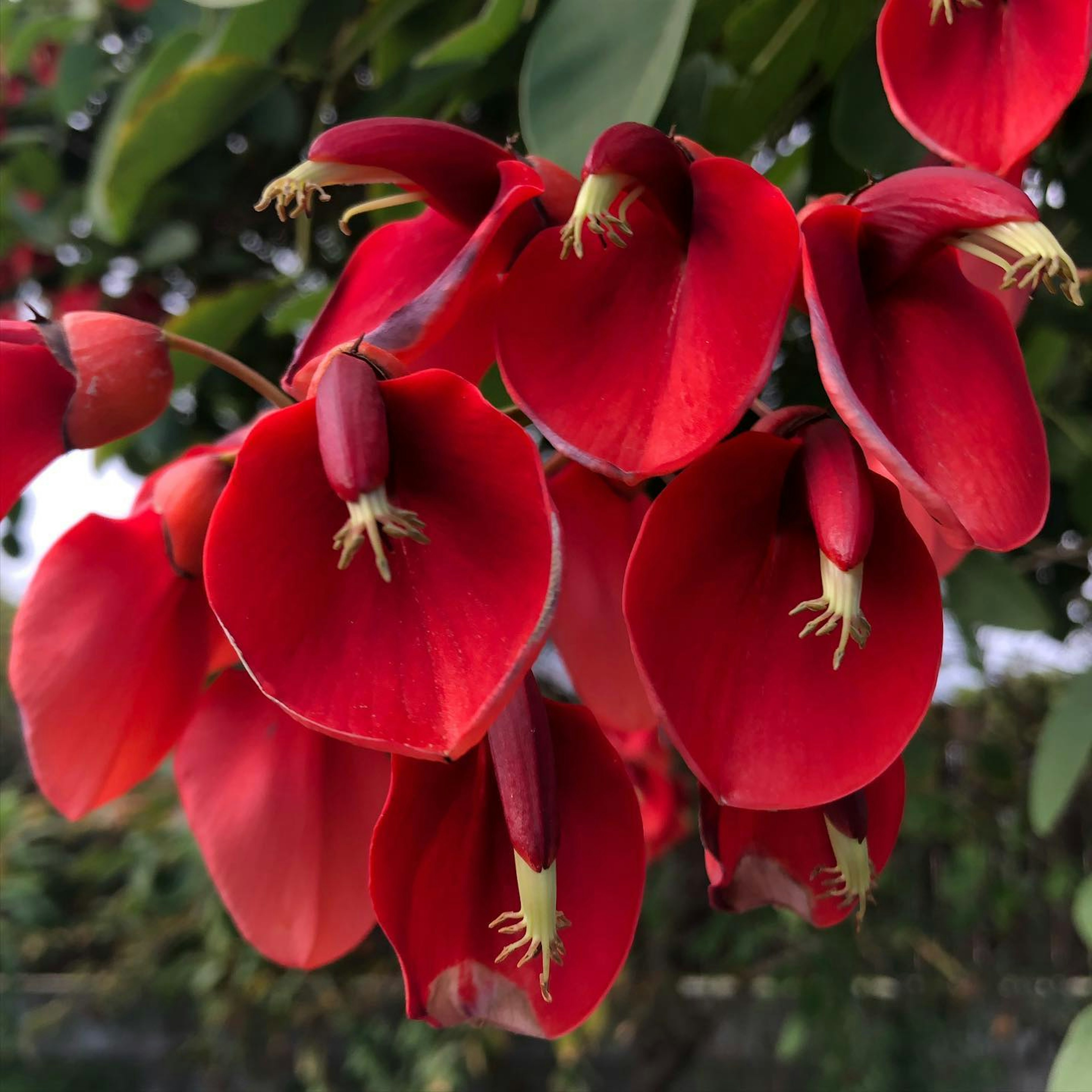 Raggruppamento di fiori rossi vivaci con foglie verdi sullo sfondo