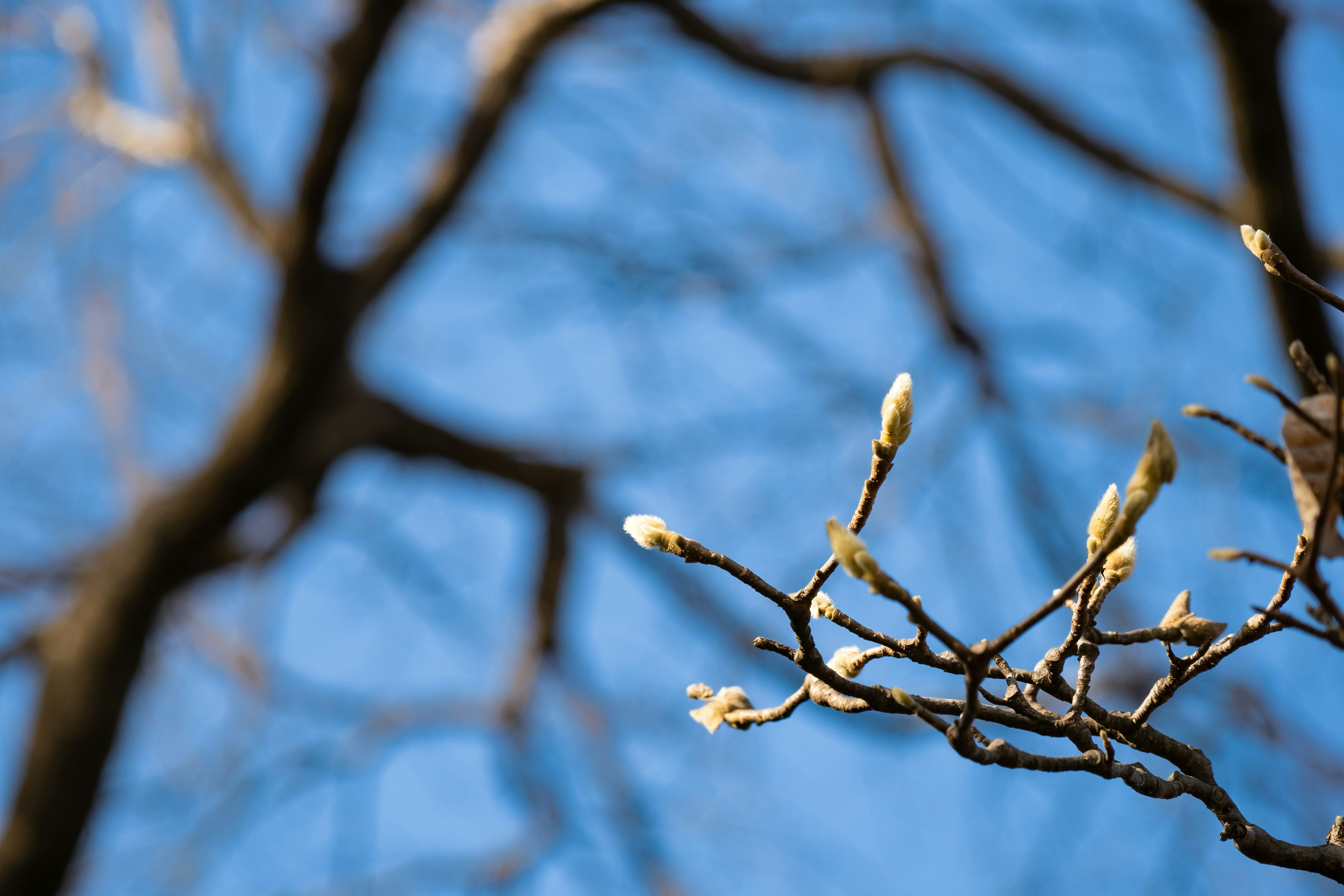 Gros plan sur des branches d'arbre avec de nouveaux bourgeons sur fond de ciel bleu