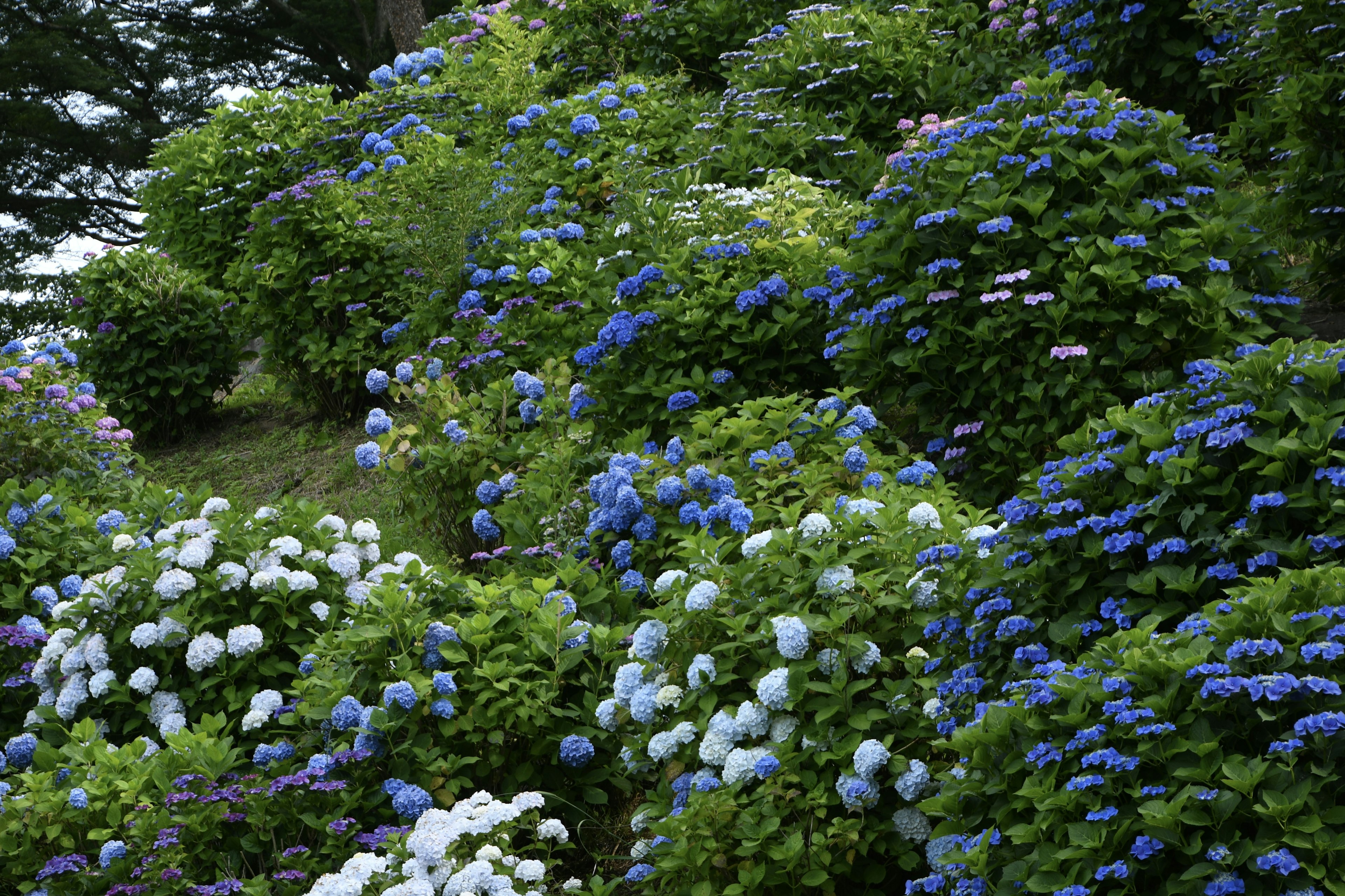 Garden scene filled with blooming blue and white hydrangeas