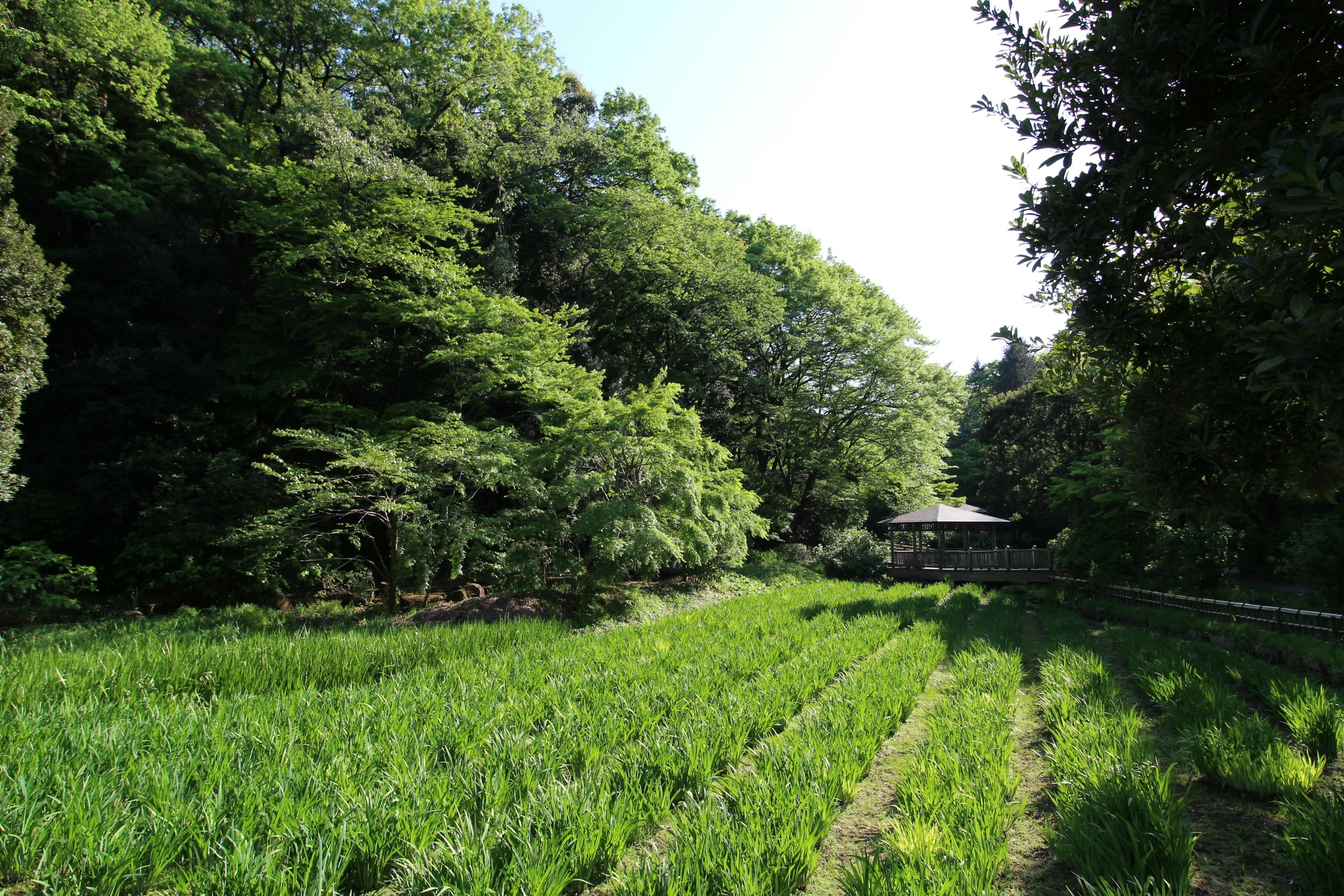 Campo de arroz exuberante rodeado de vegetación y árboles