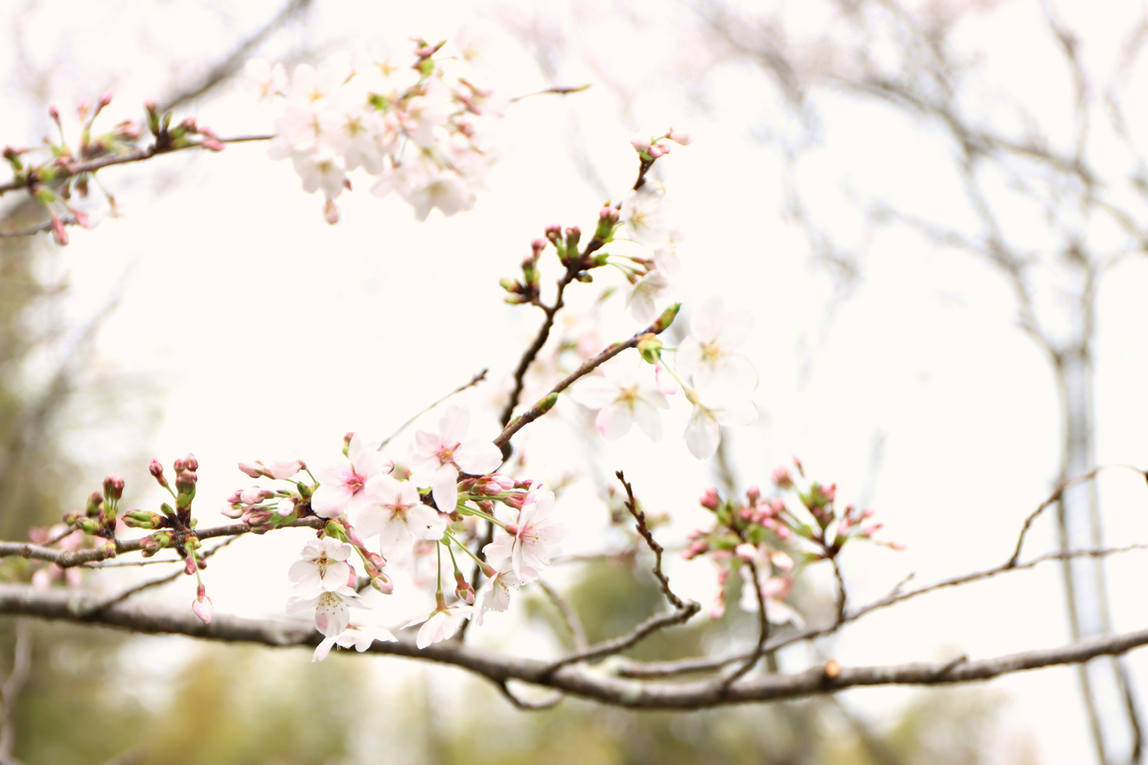 Zweig mit blühenden Kirschblüten und Knospen