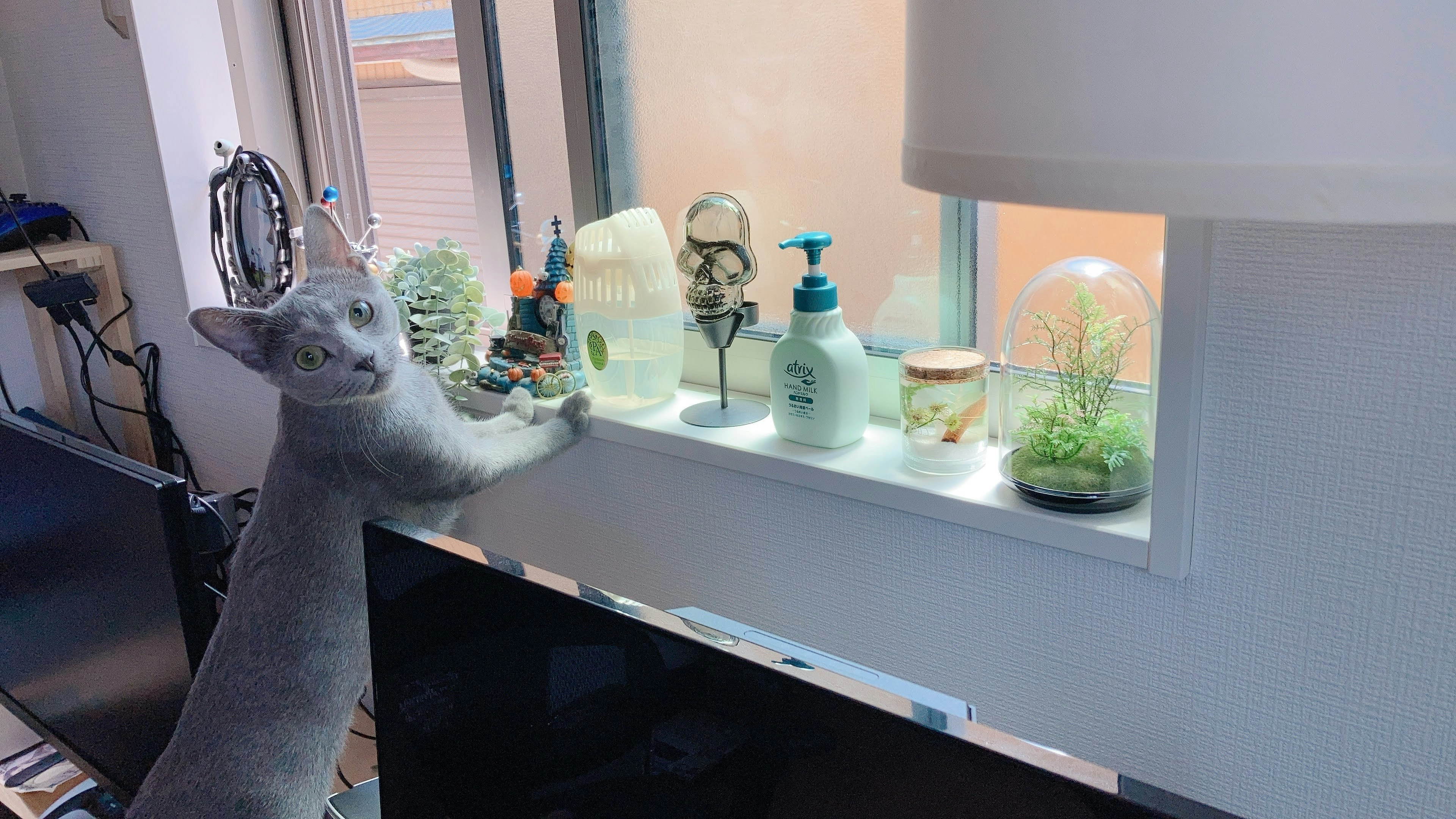 Gato gris junto a la ventana con varias plantas y objetos decorativos