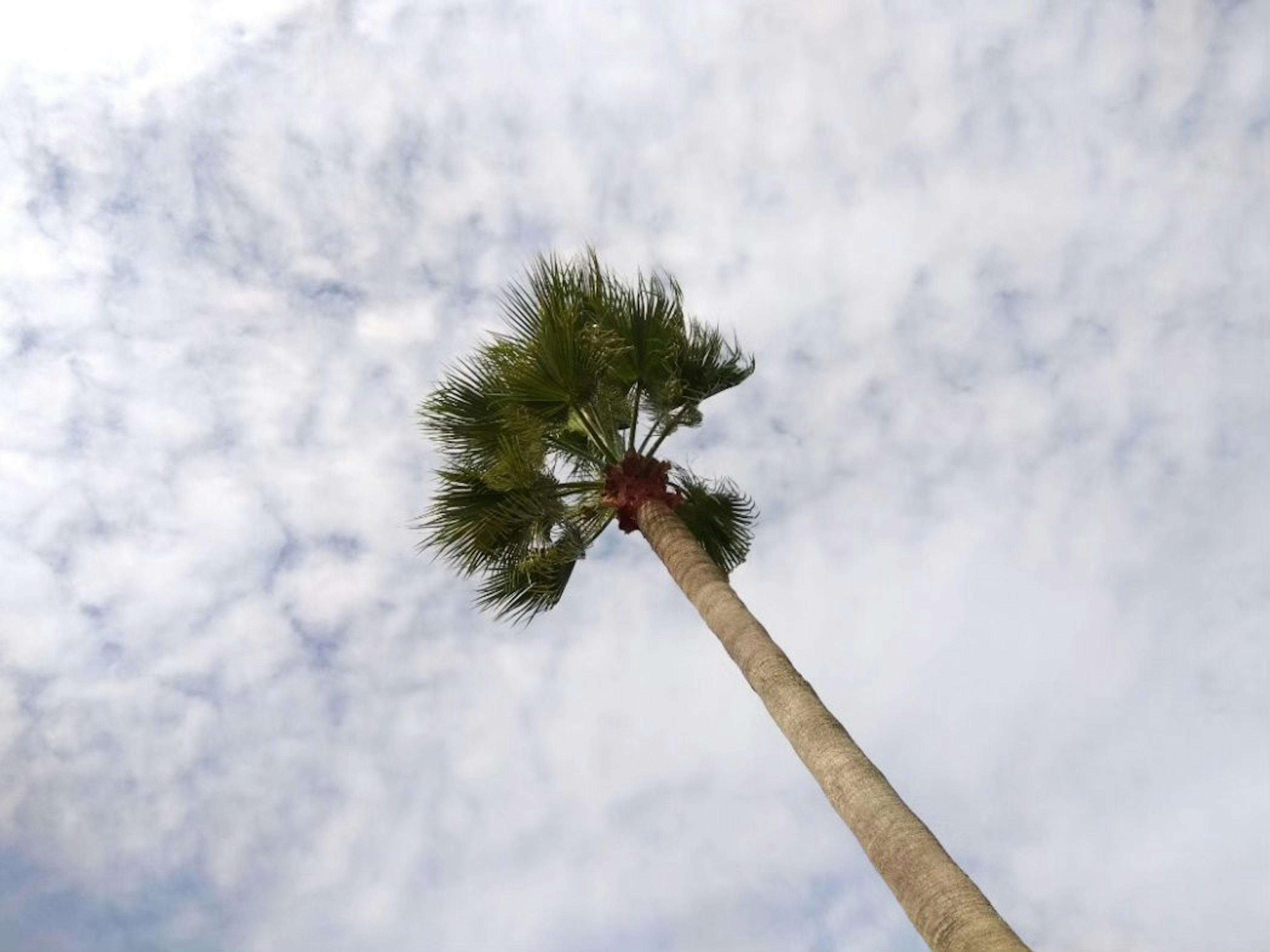 高聳的棕櫚樹朝向天空，雲朵稀疏