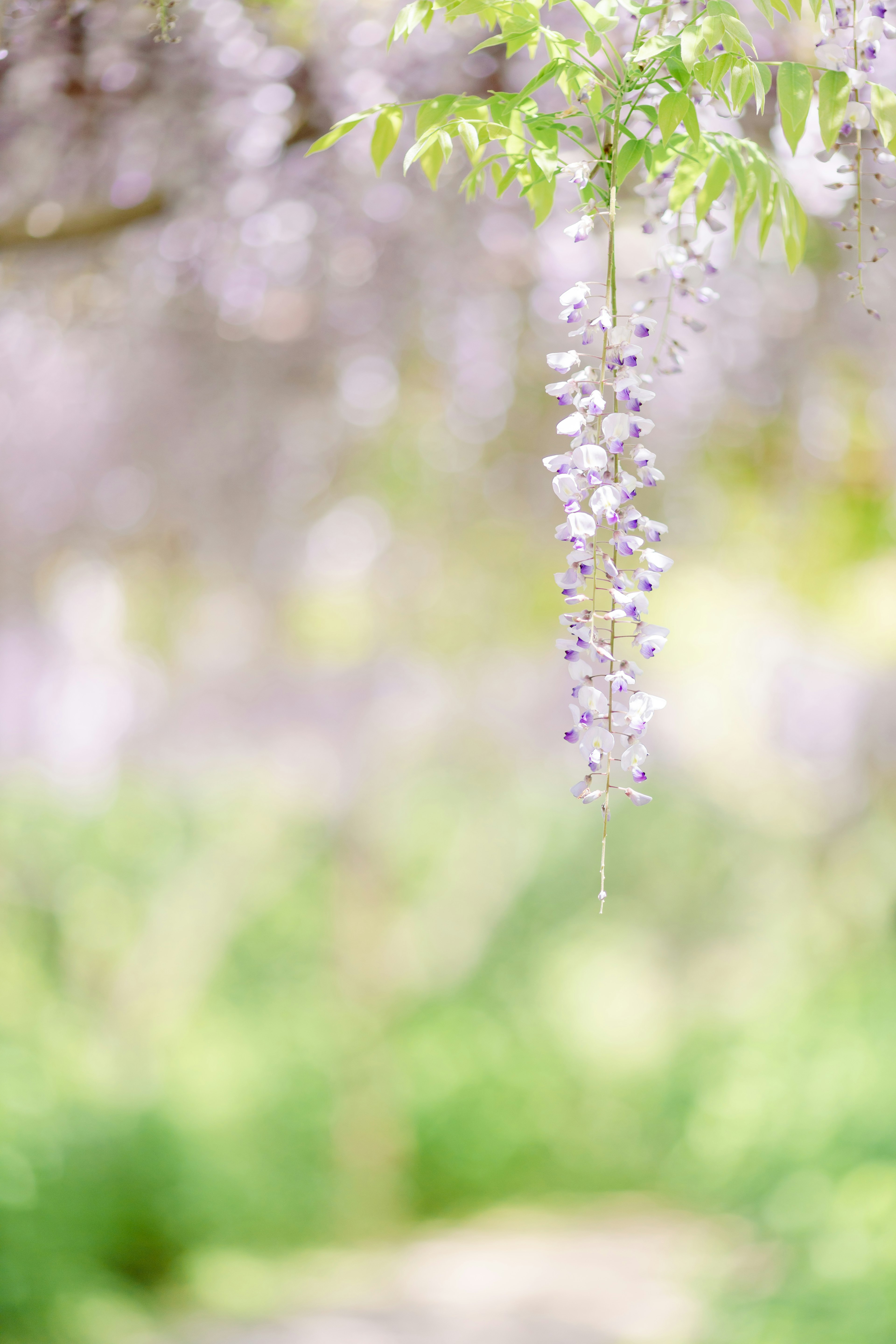 Bellissima scena di fiori di glicine appesi