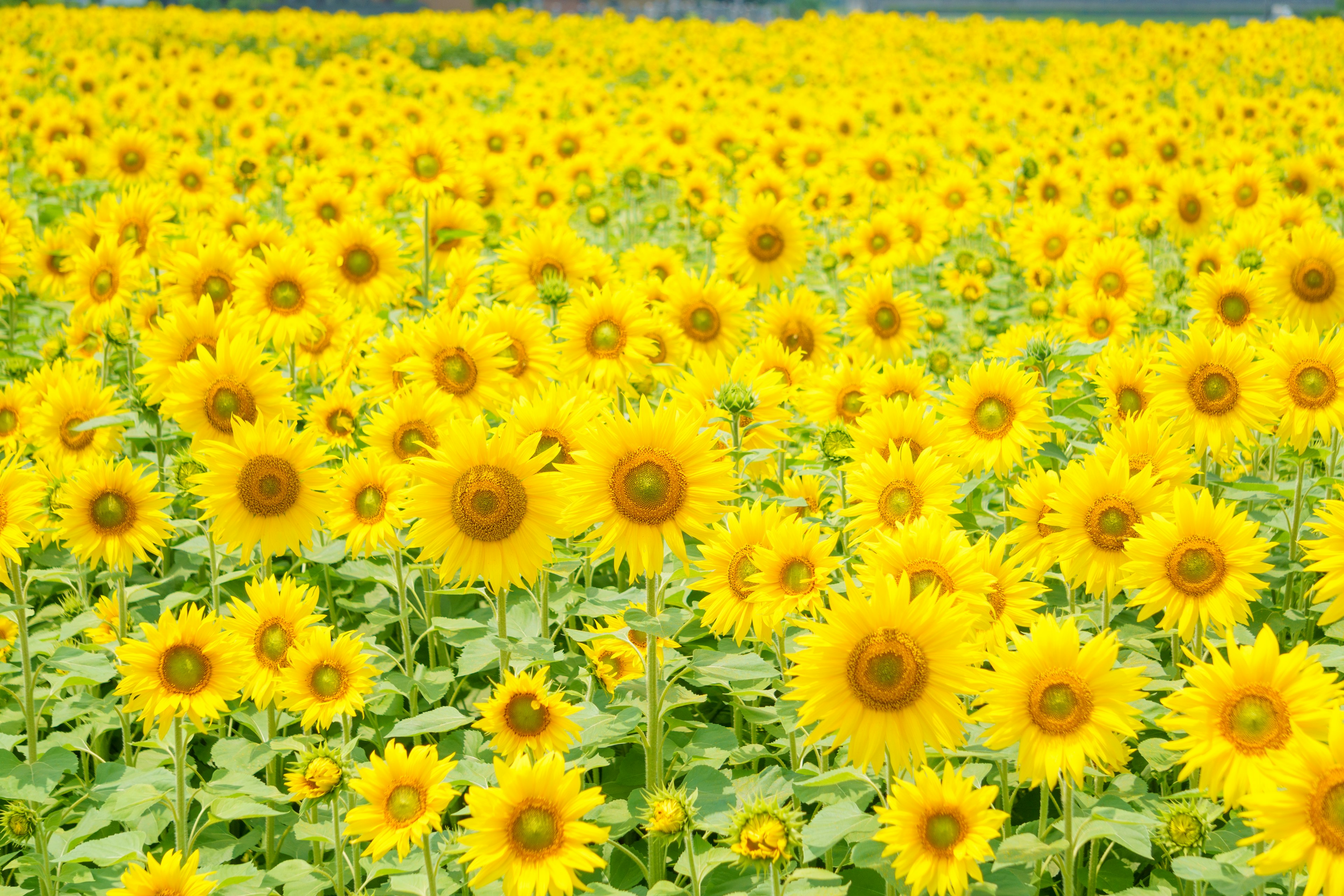 広がるひまわり畑の鮮やかな黄色い花々