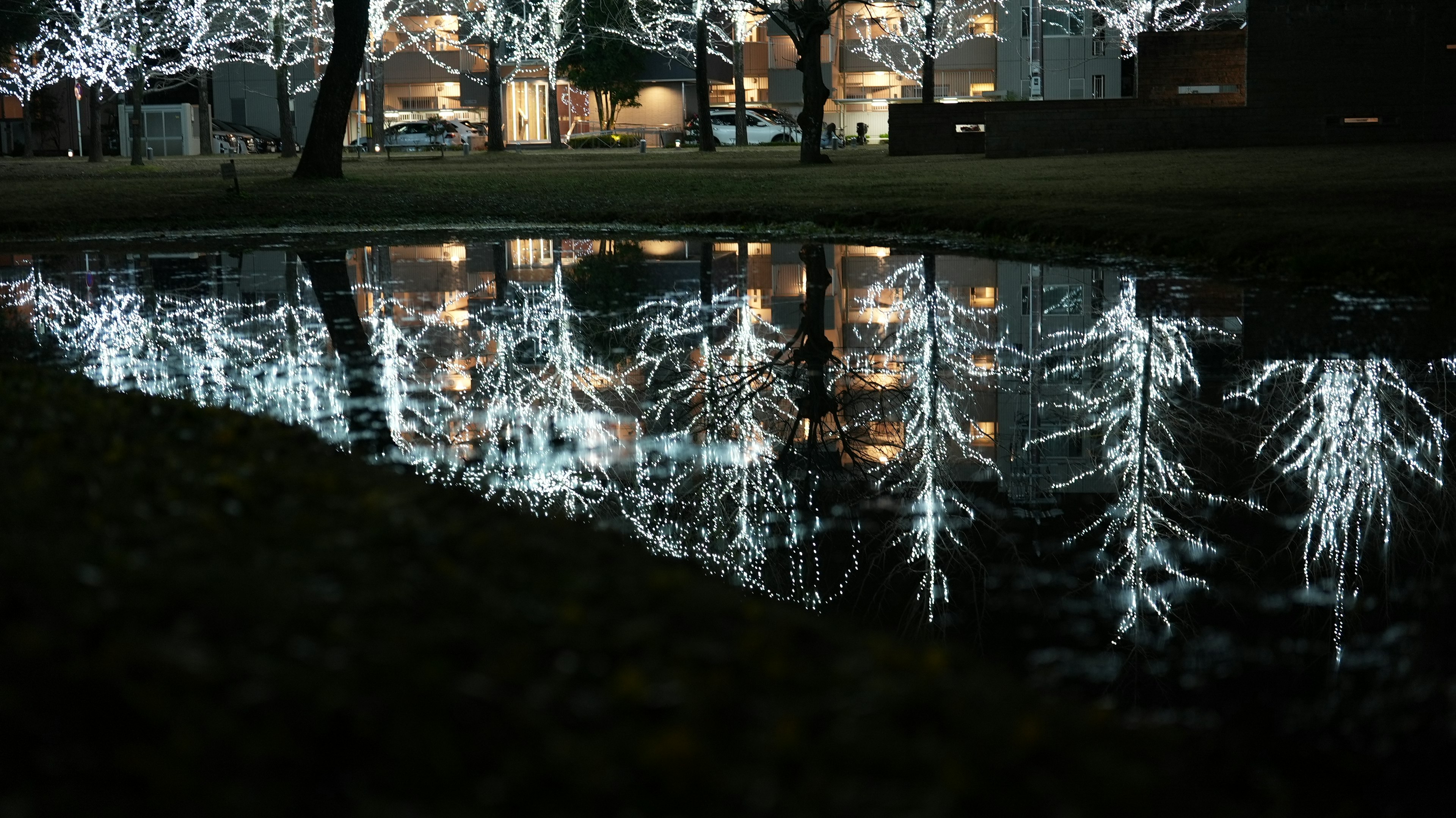 Riflessione di alberi decorati con luci bianche sulla superficie dell'acqua